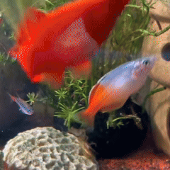 Một sinh vật lạ tr&ocirc;ng giống ch&acirc;u chấu đ&atilde; xuất hiện trong bể c&aacute; v&agrave; bơi cực nhanh, cư d&acirc;n mạng cảnh b&aacute;o nếu kh&ocirc;ng bắt nhanh n&oacute; sẽ ăn hết c&aacute;- Ảnh 1.