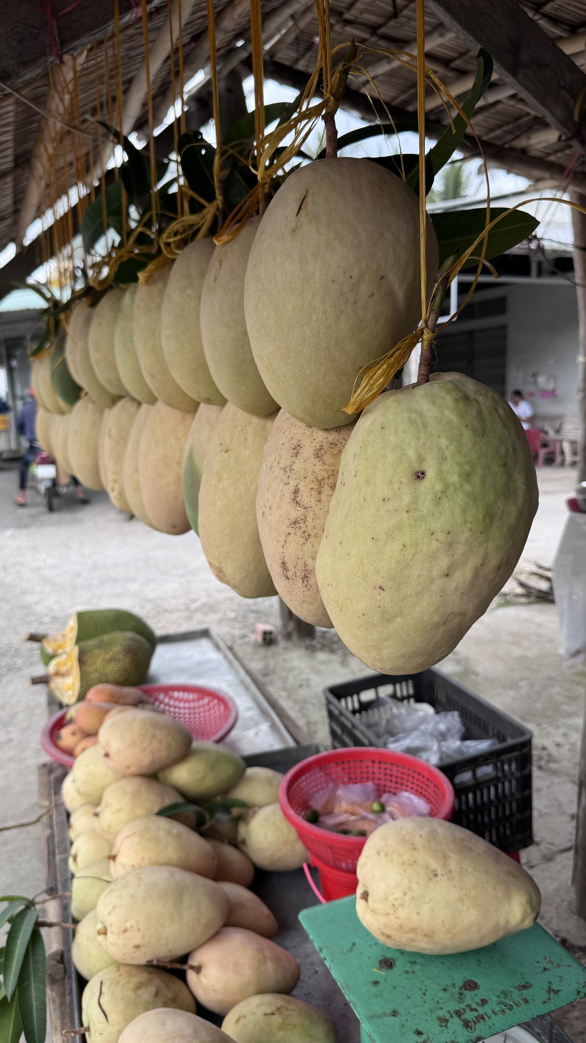 Xuất hiện loại xo&agrave;i "qu&aacute;i vật" nặng bằng em b&eacute; sơ sinh tại miền T&acirc;y- Ảnh 3.