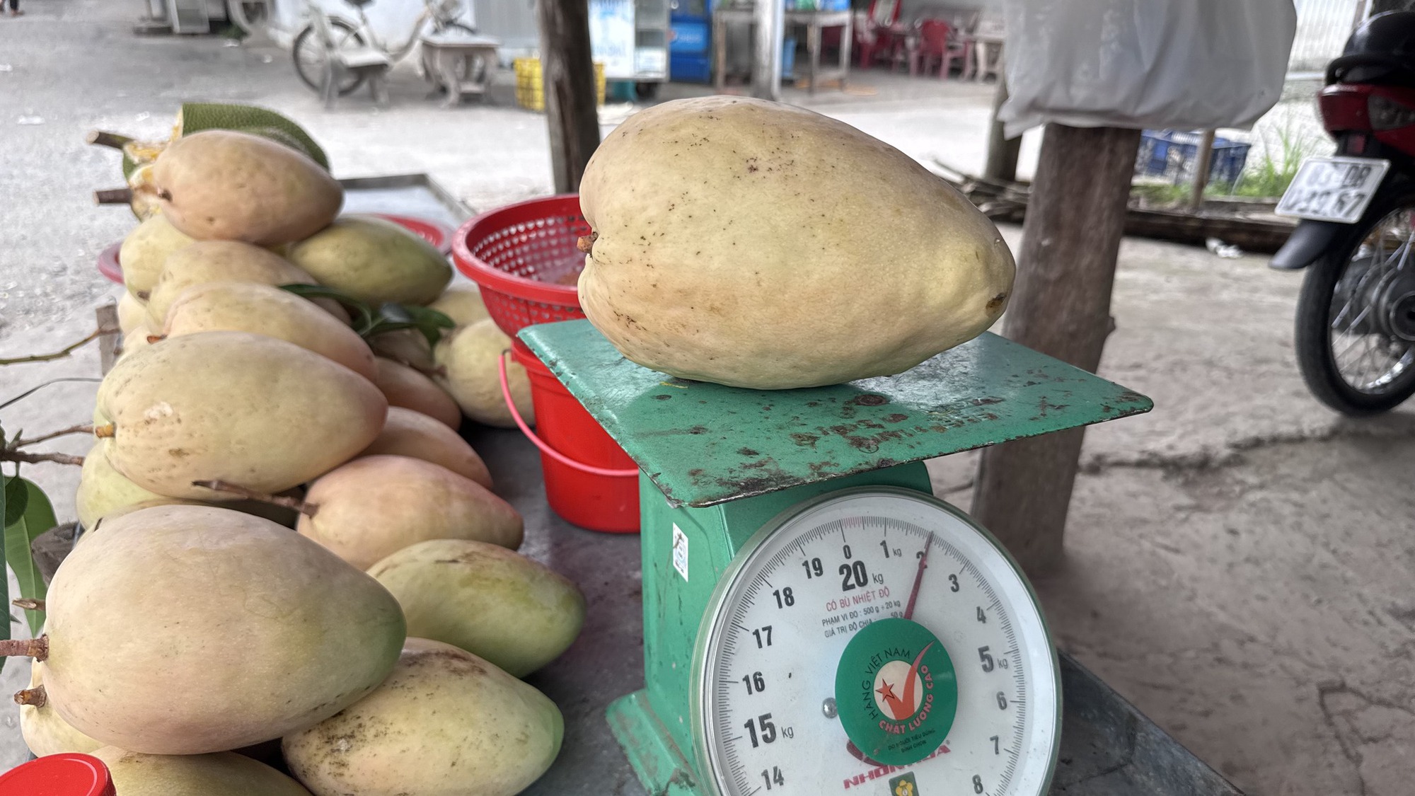 Xuất hiện loại xo&agrave;i "qu&aacute;i vật" nặng bằng em b&eacute; sơ sinh tại miền T&acirc;y- Ảnh 2.