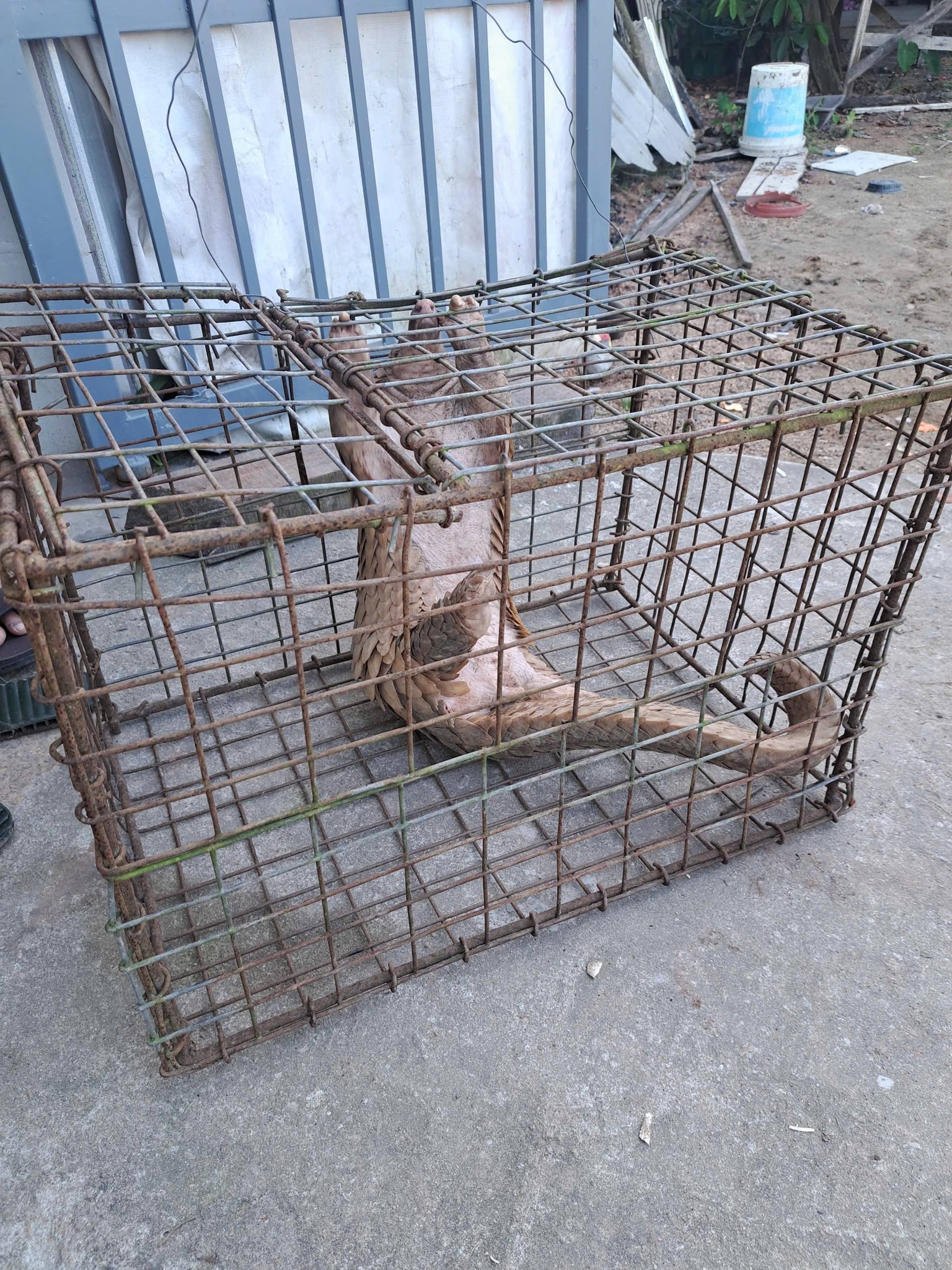 Người đ&agrave;n &ocirc;ng ở Đ&agrave; Nẵng giao nộp con vật qu&yacute; nặng 7 kg- Ảnh 2.