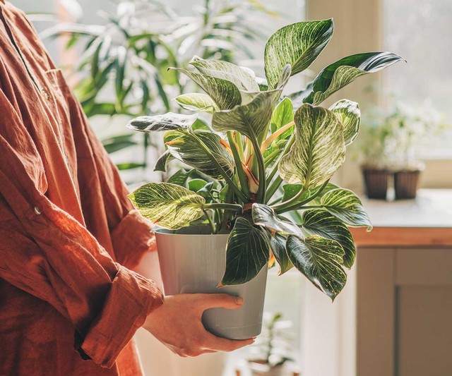 Loại c&acirc;y l&agrave; biểu tượng của vận xui, cần loại bỏ ngay khỏi nh&agrave;- Ảnh 3.