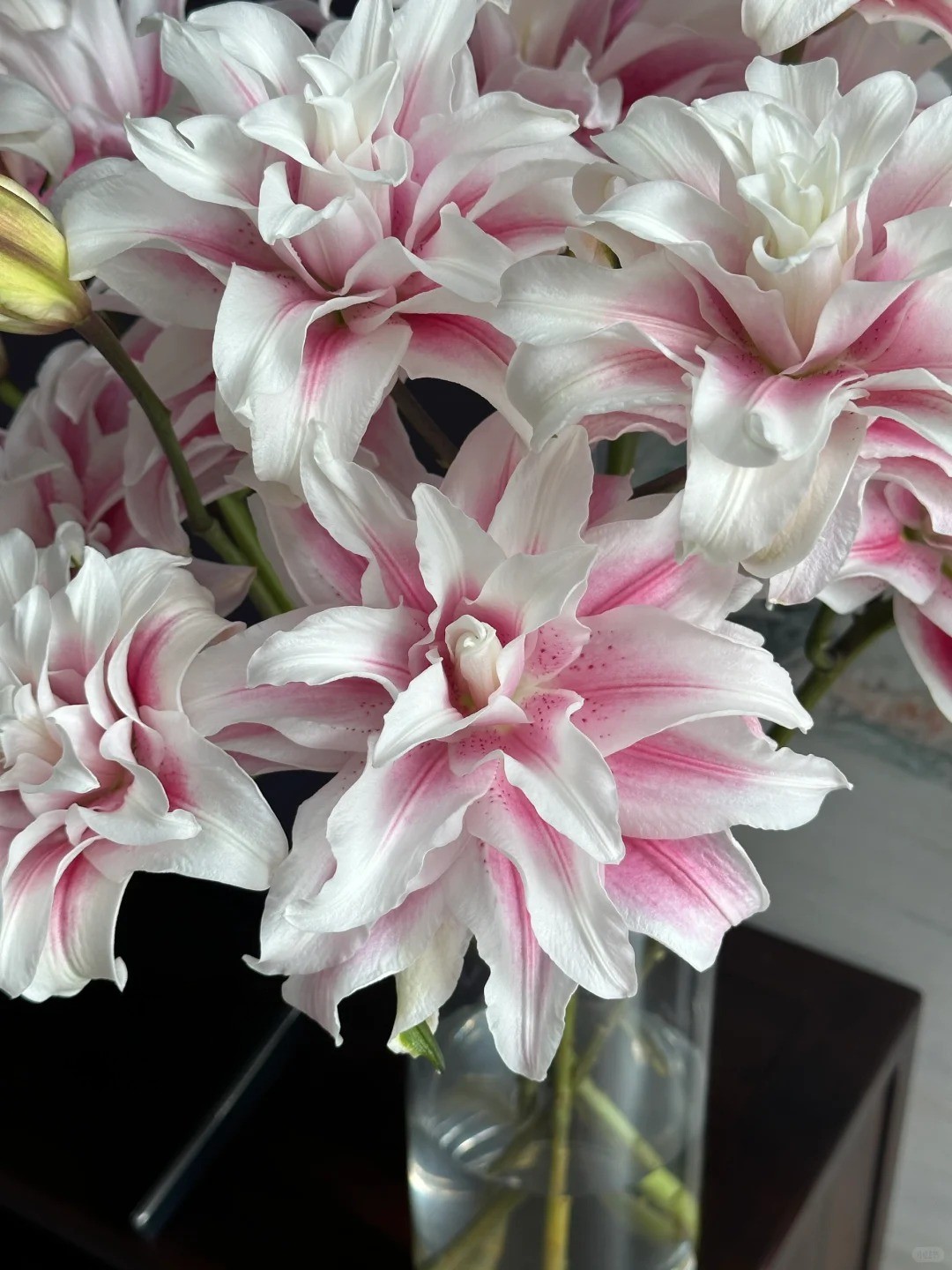 Cắm b&igrave;nh hoa b&aacute;ch hợp Isabella "đẹp như tranh" ng&agrave;y Tết: B&iacute; k&iacute;p dưỡng hoa nở đều, tươi l&acirc;u cả th&aacute;ng chỉ nhờ thứ n&agrave;y- Ảnh 6.