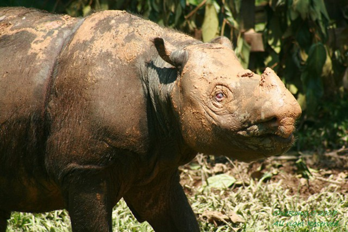 Lo&agrave;i th&uacute; b&iacute; ẩn bậc nhất h&agrave;nh tinh, cả thế giới chỉ c&ograve;n chưa đến 50 c&aacute; thể- Ảnh 3.