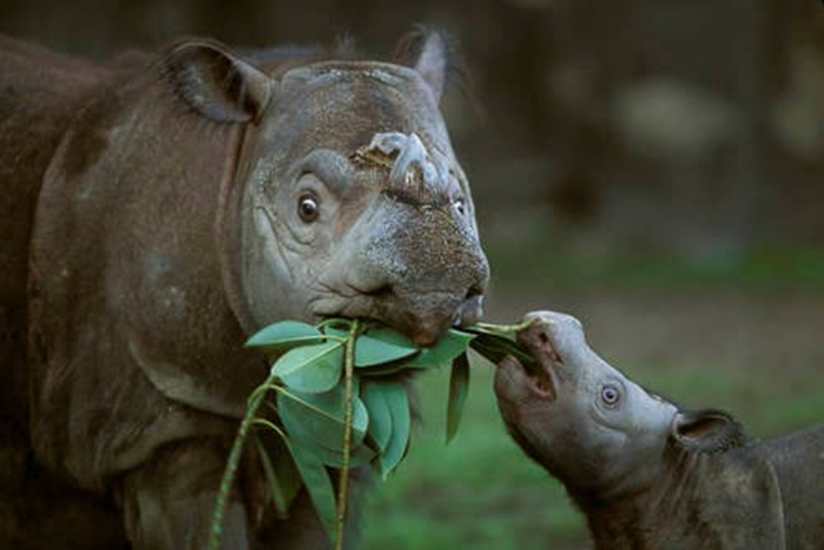 Lo&agrave;i th&uacute; b&iacute; ẩn bậc nhất h&agrave;nh tinh, cả thế giới chỉ c&ograve;n chưa đến 50 c&aacute; thể- Ảnh 4.