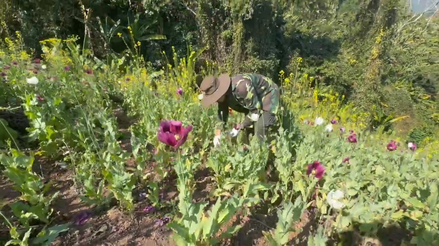 Ph&aacute;t hiện 12.270 m2 diện t&iacute;ch trồng c&acirc;y thuốc phiện- Ảnh 1.