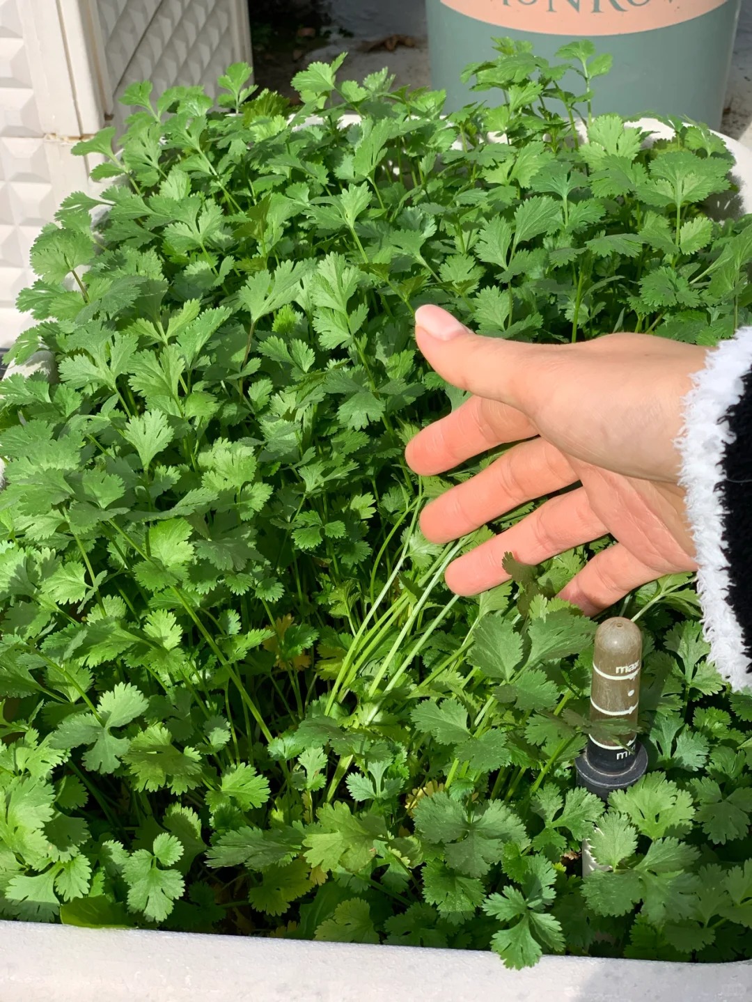 T&ocirc;i bắt đầu trồng rau tại nh&agrave; v&igrave; nghĩ cho vui, 3 th&aacute;ng sau nhận ra m&igrave;nh đ&atilde; tiết kiệm được một khoản kh&ocirc;ng nhỏ- Ảnh 7.