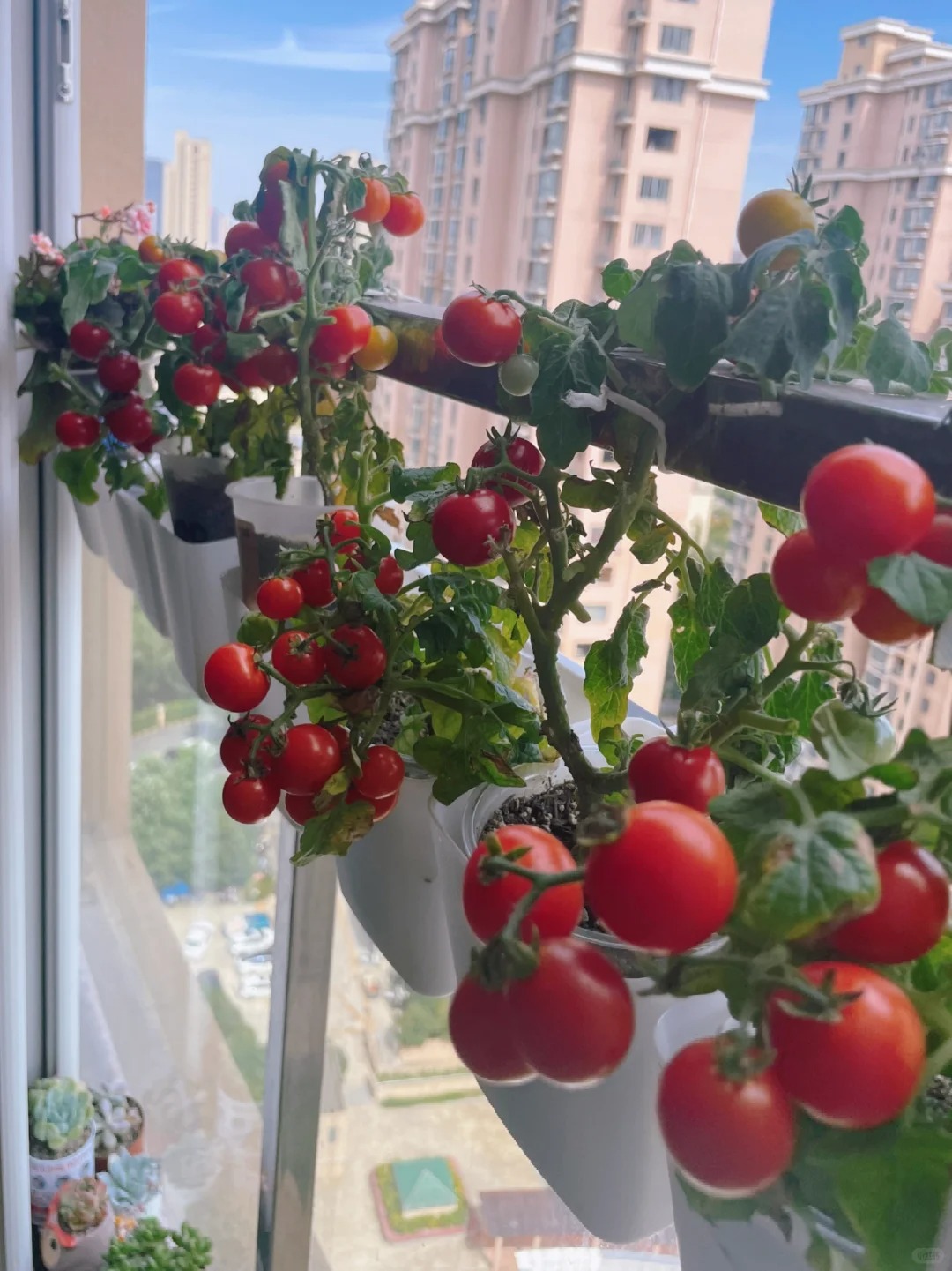 T&ocirc;i bắt đầu trồng rau tại nh&agrave; v&igrave; nghĩ cho vui, 3 th&aacute;ng sau nhận ra m&igrave;nh đ&atilde; tiết kiệm được một khoản kh&ocirc;ng nhỏ- Ảnh 11.