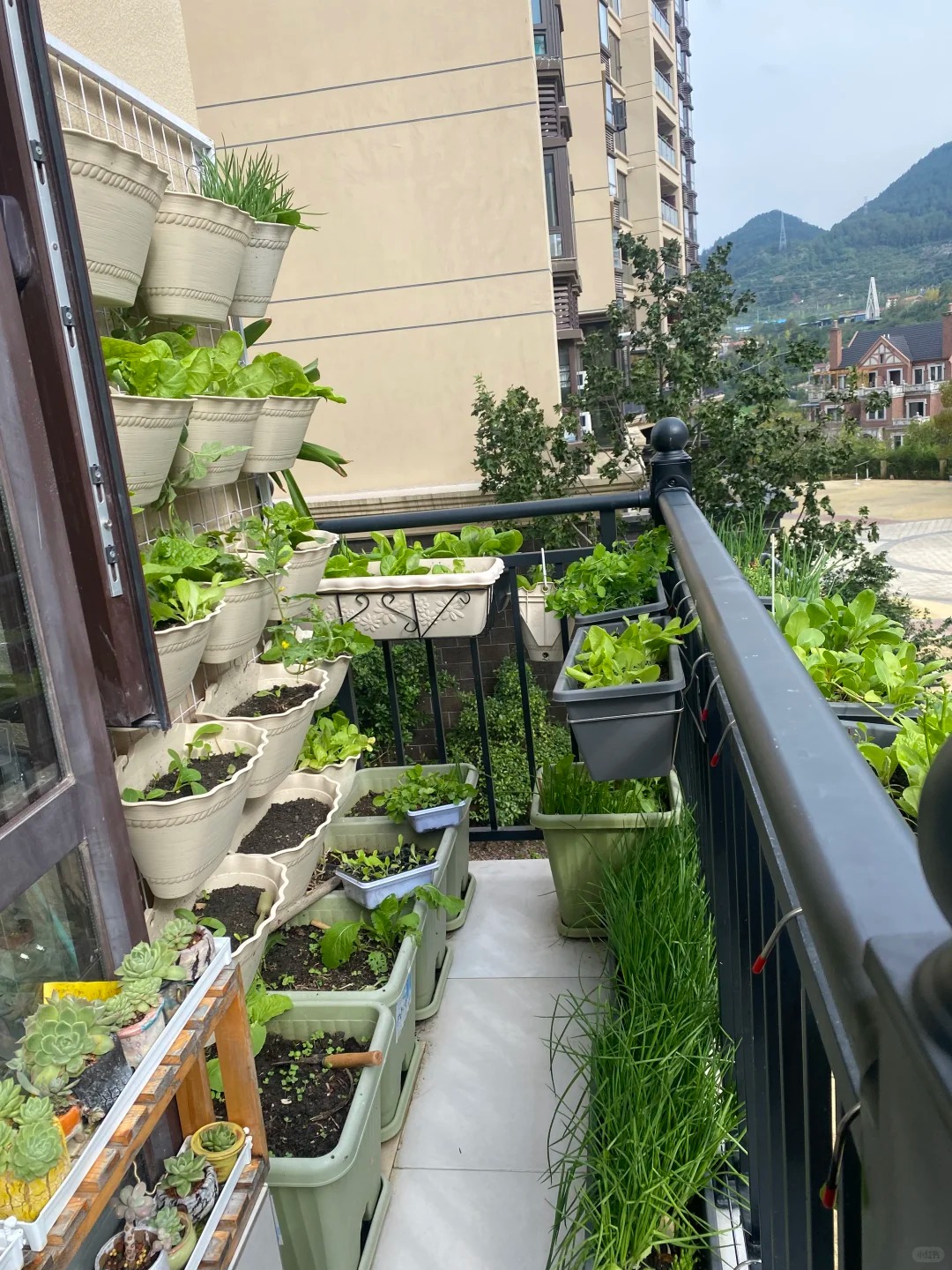 T&ocirc;i bắt đầu trồng rau tại nh&agrave; v&igrave; nghĩ cho vui, 3 th&aacute;ng sau nhận ra m&igrave;nh đ&atilde; tiết kiệm được một khoản kh&ocirc;ng nhỏ- Ảnh 2.