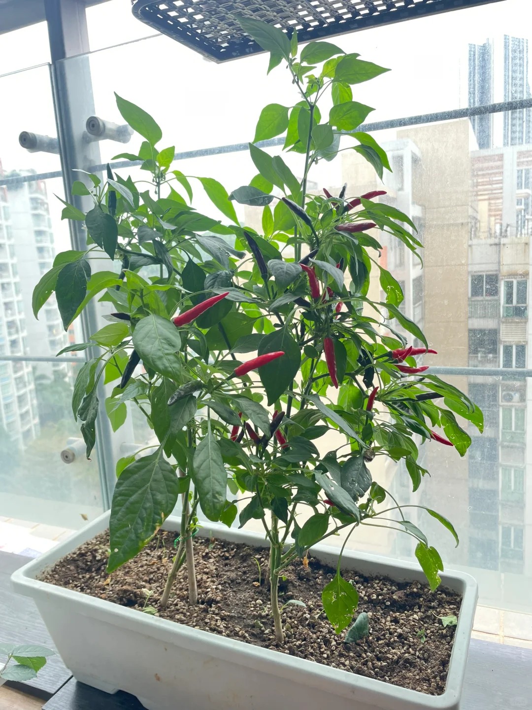 T&ocirc;i bắt đầu trồng rau tại nh&agrave; v&igrave; nghĩ cho vui, 3 th&aacute;ng sau nhận ra m&igrave;nh đ&atilde; tiết kiệm được một khoản kh&ocirc;ng nhỏ- Ảnh 10.