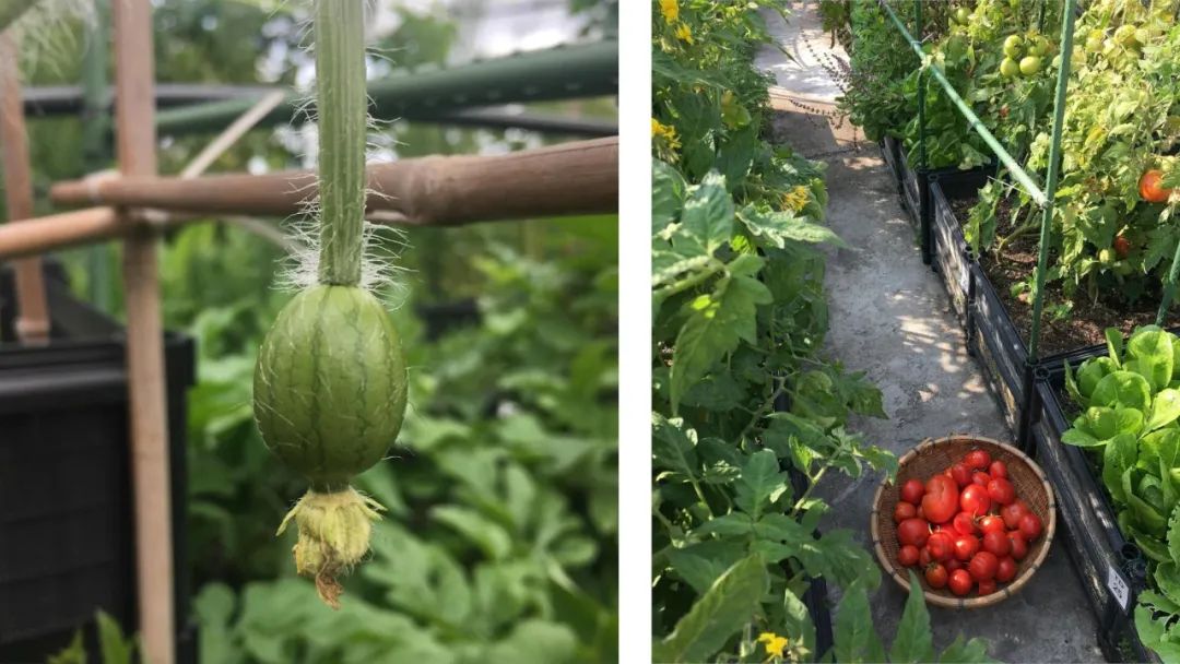 Cư d&acirc;n thu&ecirc; 1m&sup2; s&acirc;n thượng để trồng rau: Xu hướng &ldquo;n&ocirc;ng d&acirc;n đ&ocirc; thị&rdquo; gi&uacute;p tiết kiệm tiền ăn v&agrave; sống xanh giữa th&agrave;nh phố b&ecirc; t&ocirc;ng- Ảnh 10.