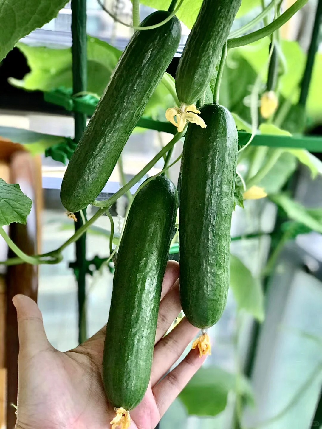 T&ocirc;i bắt đầu trồng rau tại nh&agrave; v&igrave; nghĩ cho vui, 3 th&aacute;ng sau nhận ra m&igrave;nh đ&atilde; tiết kiệm được một khoản kh&ocirc;ng nhỏ- Ảnh 12.