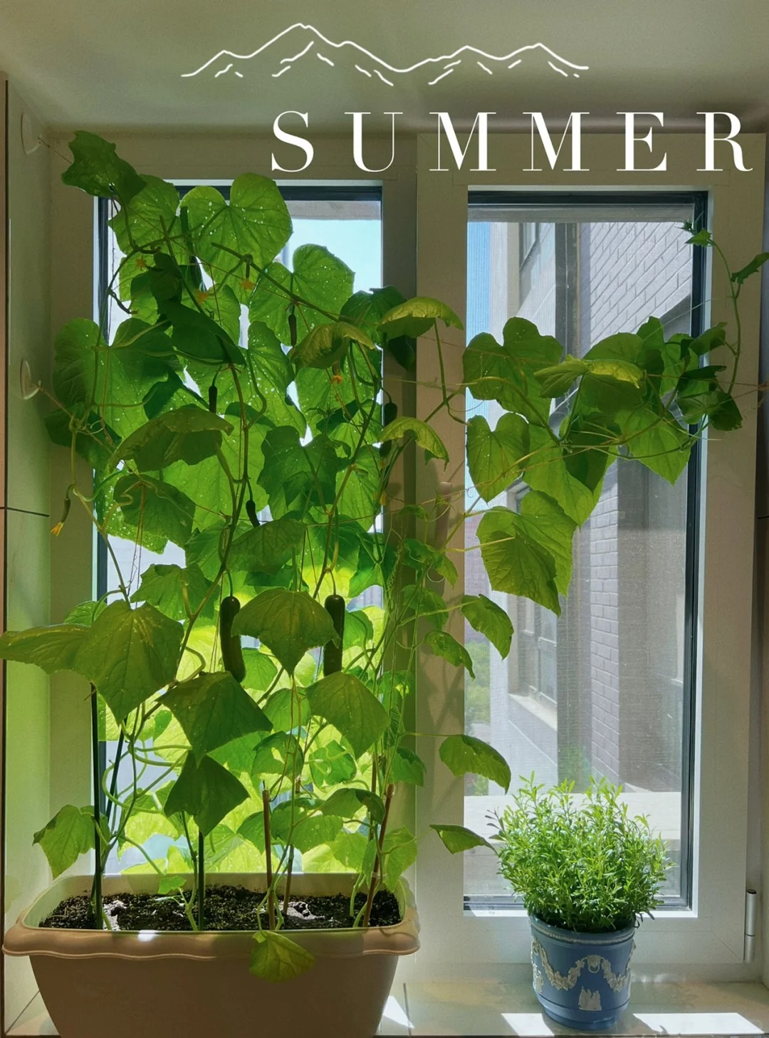 T&ocirc;i bắt đầu trồng rau tại nh&agrave; v&igrave; nghĩ cho vui, 3 th&aacute;ng sau nhận ra m&igrave;nh đ&atilde; tiết kiệm được một khoản kh&ocirc;ng nhỏ- Ảnh 6.