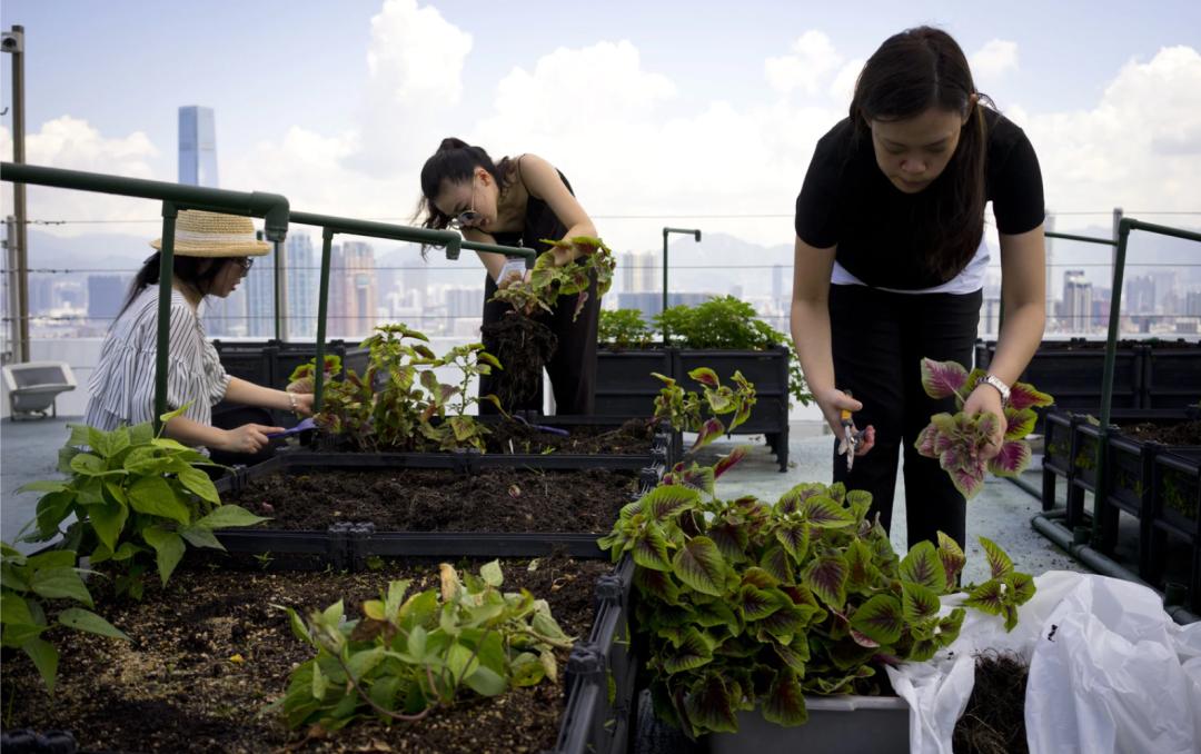 Cư d&acirc;n thu&ecirc; 1m&sup2; s&acirc;n thượng để trồng rau: Xu hướng &ldquo;n&ocirc;ng d&acirc;n đ&ocirc; thị&rdquo; gi&uacute;p tiết kiệm tiền ăn v&agrave; sống xanh giữa th&agrave;nh phố b&ecirc; t&ocirc;ng- Ảnh 1.