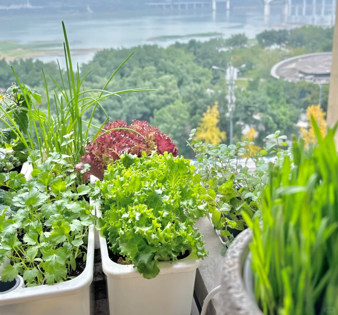 T&ocirc;i bắt đầu trồng rau tại nh&agrave; v&igrave; nghĩ cho vui, 3 th&aacute;ng sau nhận ra m&igrave;nh đ&atilde; tiết kiệm được một khoản kh&ocirc;ng nhỏ- Ảnh 1.