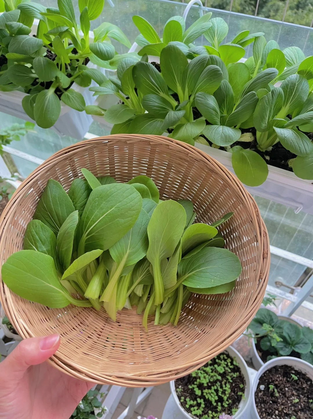 T&ocirc;i bắt đầu trồng rau tại nh&agrave; v&igrave; nghĩ cho vui, 3 th&aacute;ng sau nhận ra m&igrave;nh đ&atilde; tiết kiệm được một khoản kh&ocirc;ng nhỏ- Ảnh 9.