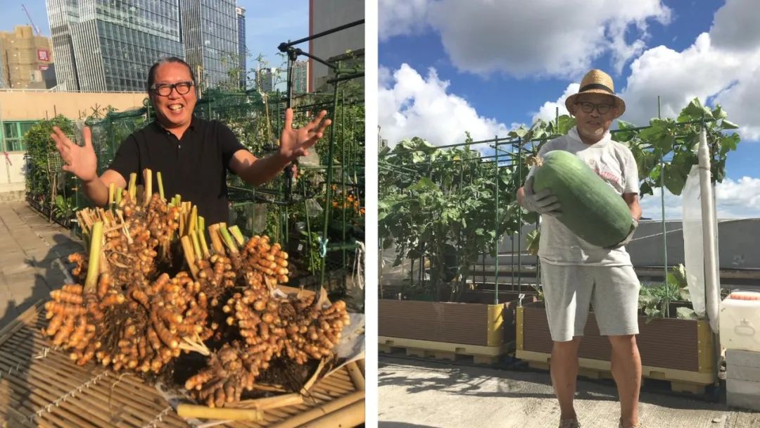 Cư d&acirc;n thu&ecirc; 1m&sup2; s&acirc;n thượng để trồng rau: Xu hướng &ldquo;n&ocirc;ng d&acirc;n đ&ocirc; thị&rdquo; gi&uacute;p tiết kiệm tiền ăn v&agrave; sống xanh giữa th&agrave;nh phố b&ecirc; t&ocirc;ng- Ảnh 13.