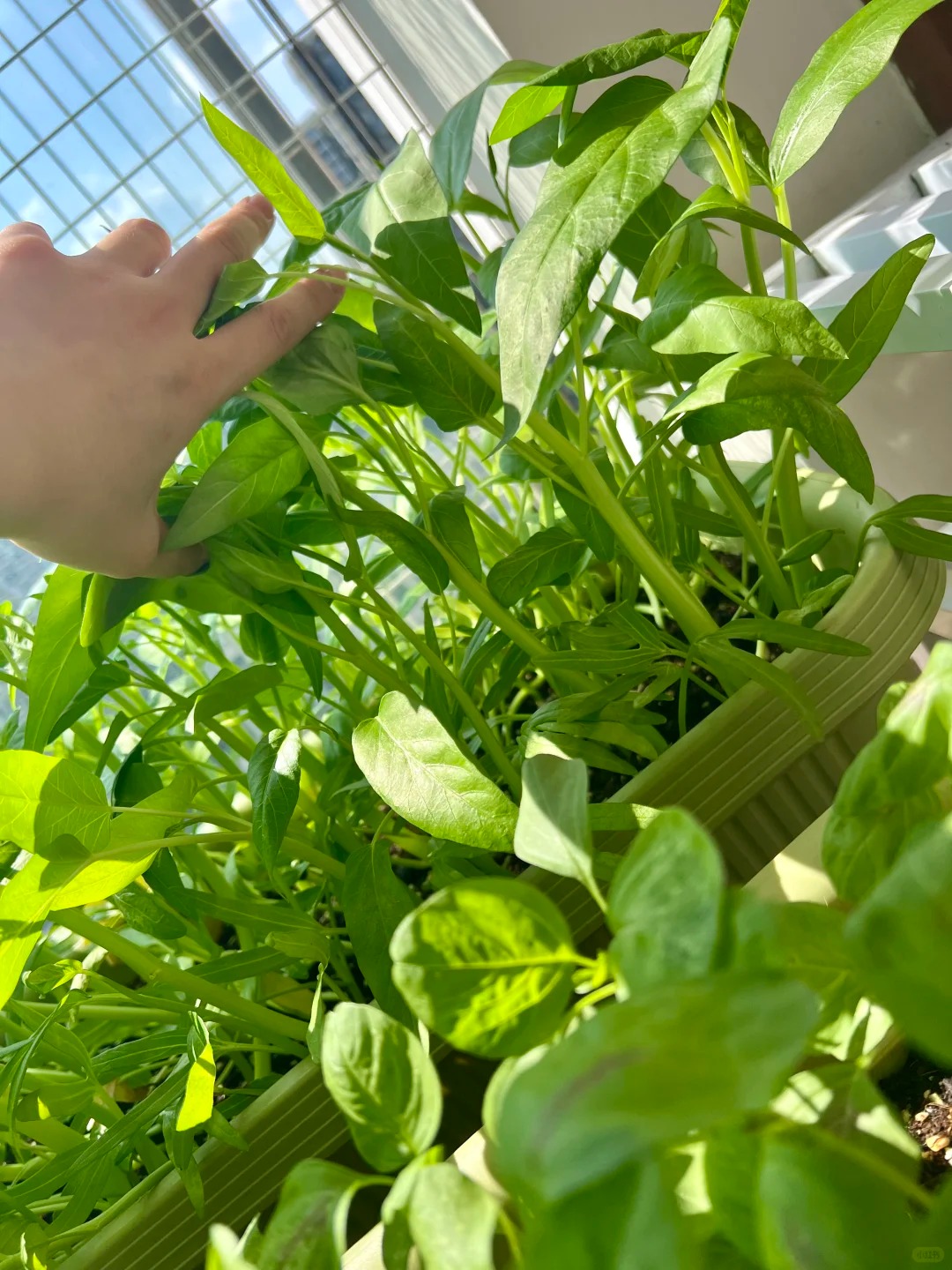 T&ocirc;i bắt đầu trồng rau tại nh&agrave; v&igrave; nghĩ cho vui, 3 th&aacute;ng sau nhận ra m&igrave;nh đ&atilde; tiết kiệm được một khoản kh&ocirc;ng nhỏ- Ảnh 8.