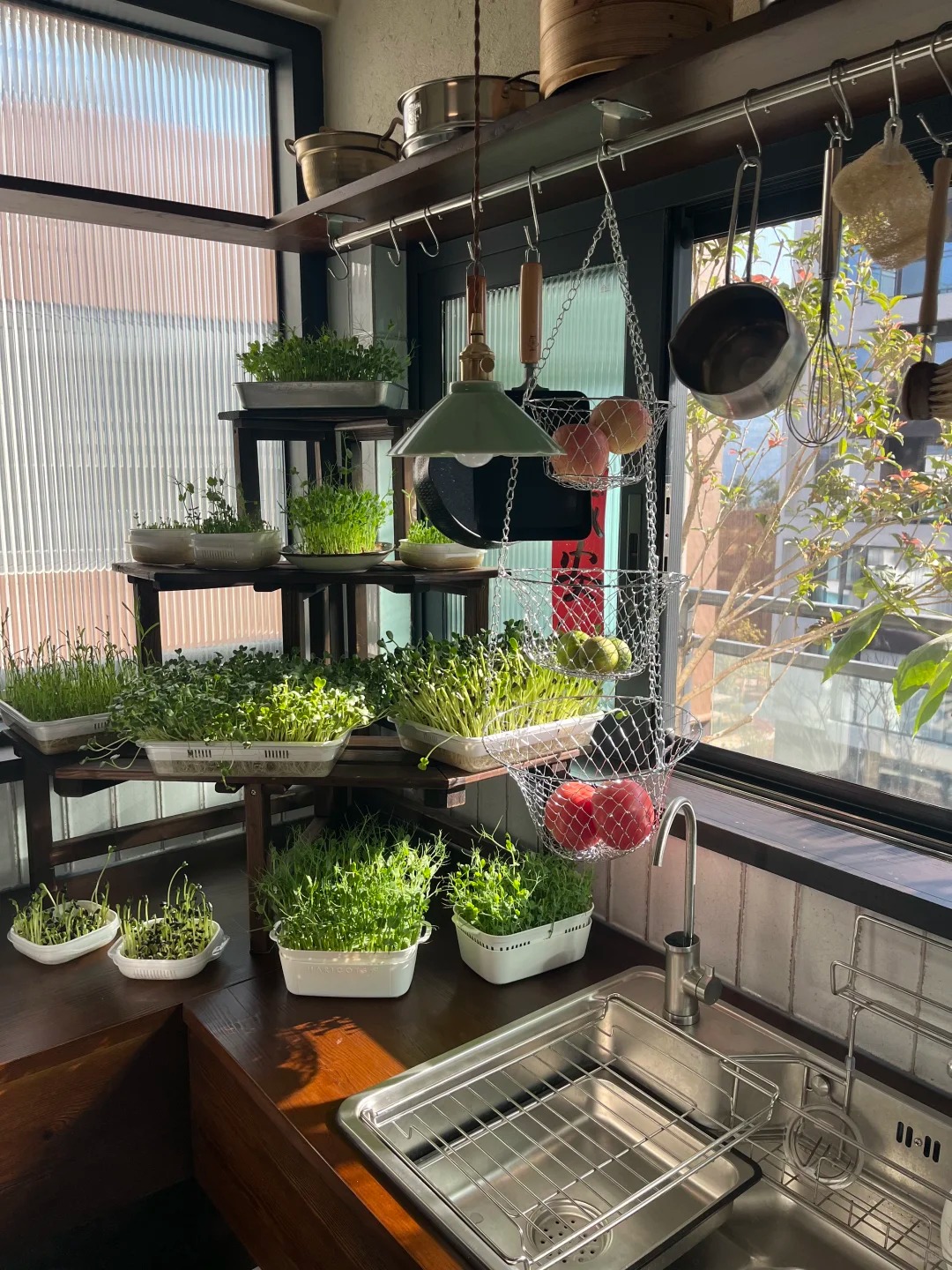 T&ocirc;i bắt đầu trồng rau tại nh&agrave; v&igrave; nghĩ cho vui, 3 th&aacute;ng sau nhận ra m&igrave;nh đ&atilde; tiết kiệm được một khoản kh&ocirc;ng nhỏ- Ảnh 5.