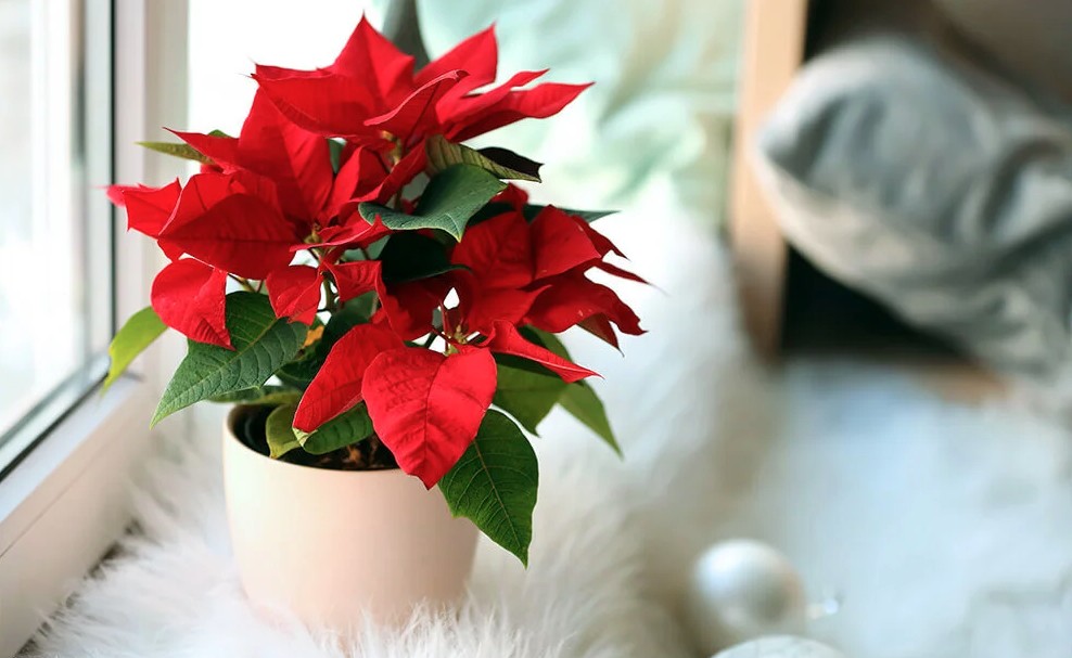 Loại c&acirc;y người Việt th&iacute;ch chưng Tết nhưng ẩn chứa &ldquo;b&iacute; mật&rdquo; &iacute;t ai biết- Ảnh 1.