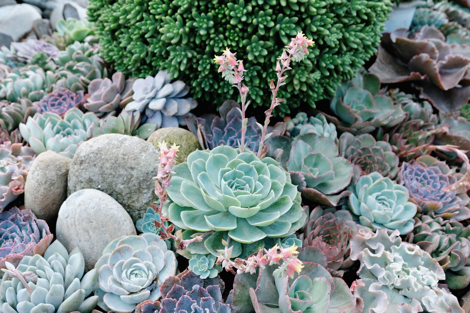 Cảnh b&aacute;o tr&agrave;o lưu ăn sống sen đ&aacute; chấm muối ớt, cẩn thận rước họa v&agrave;o th&acirc;n- Ảnh 1.