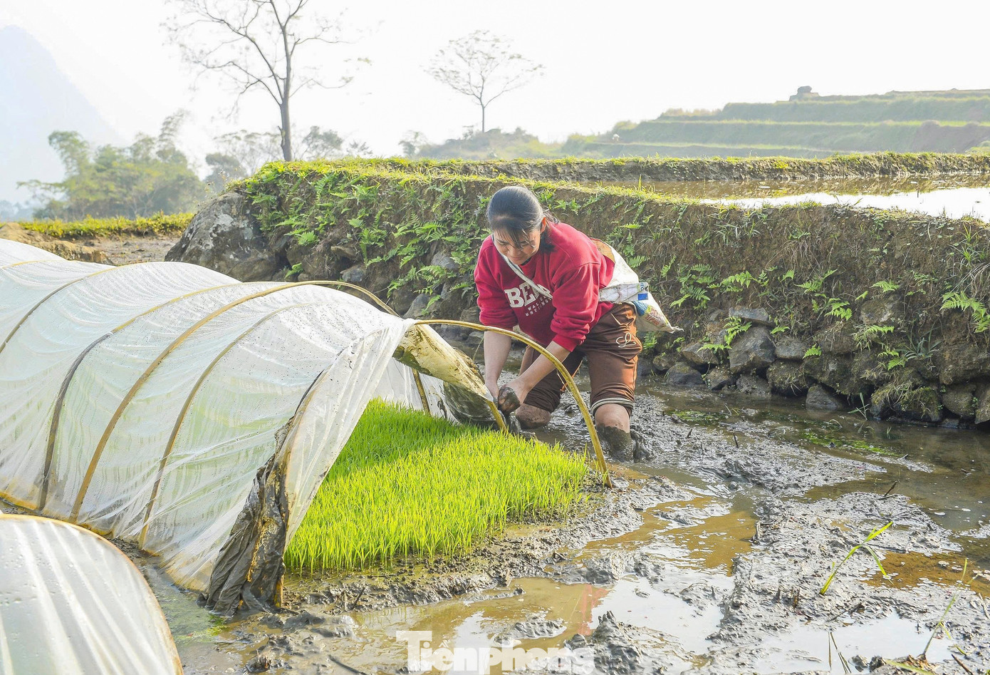 Vẻ đẹp ruộng bậc thang P&ugrave; Lu&ocirc;ng m&ugrave;a nước đổ- Ảnh 5.