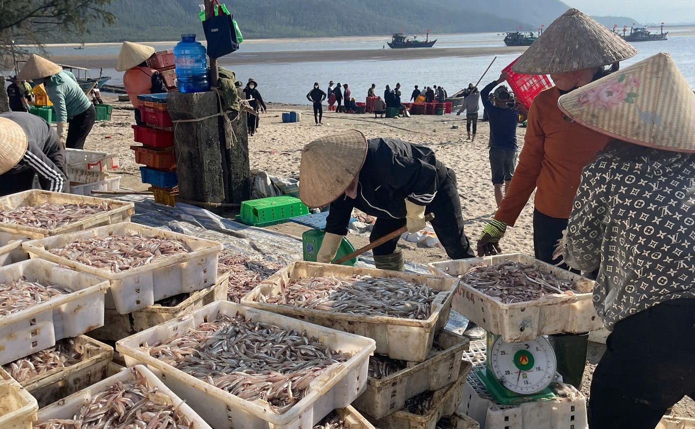 Ngư dân Hà Tĩnh trúng đậm ‘lộc biển’, thu tiền triệu mỗi ngày- Ảnh 5.