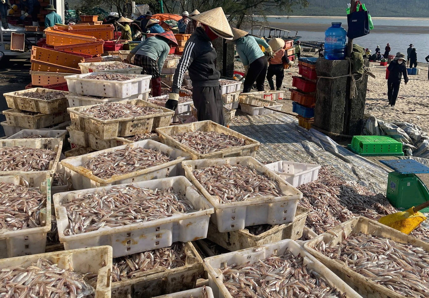 Ngư dân Hà Tĩnh trúng đậm ‘lộc biển’, thu tiền triệu mỗi ngày- Ảnh 7.