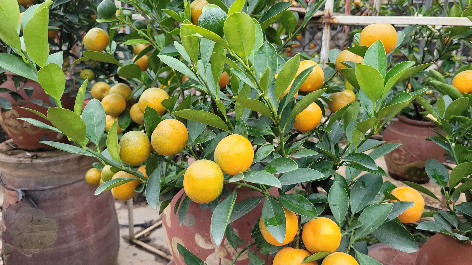 Quất bonsai mini gi&aacute; v&agrave;i trăm ng&agrave;n đồng mỗi b&igrave;nh- Ảnh 2.