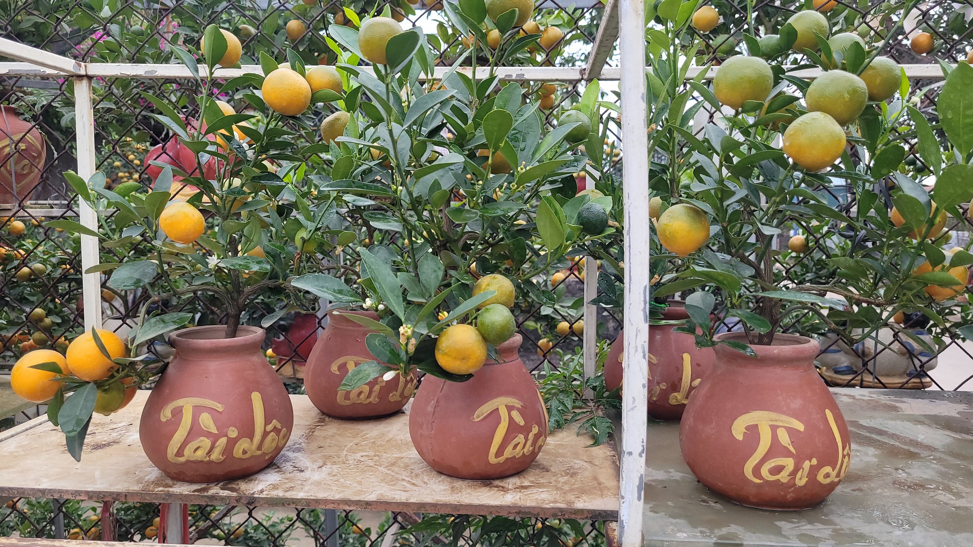 Quất bonsai mini gi&aacute; v&agrave;i trăm ng&agrave;n đồng mỗi b&igrave;nh- Ảnh 3.