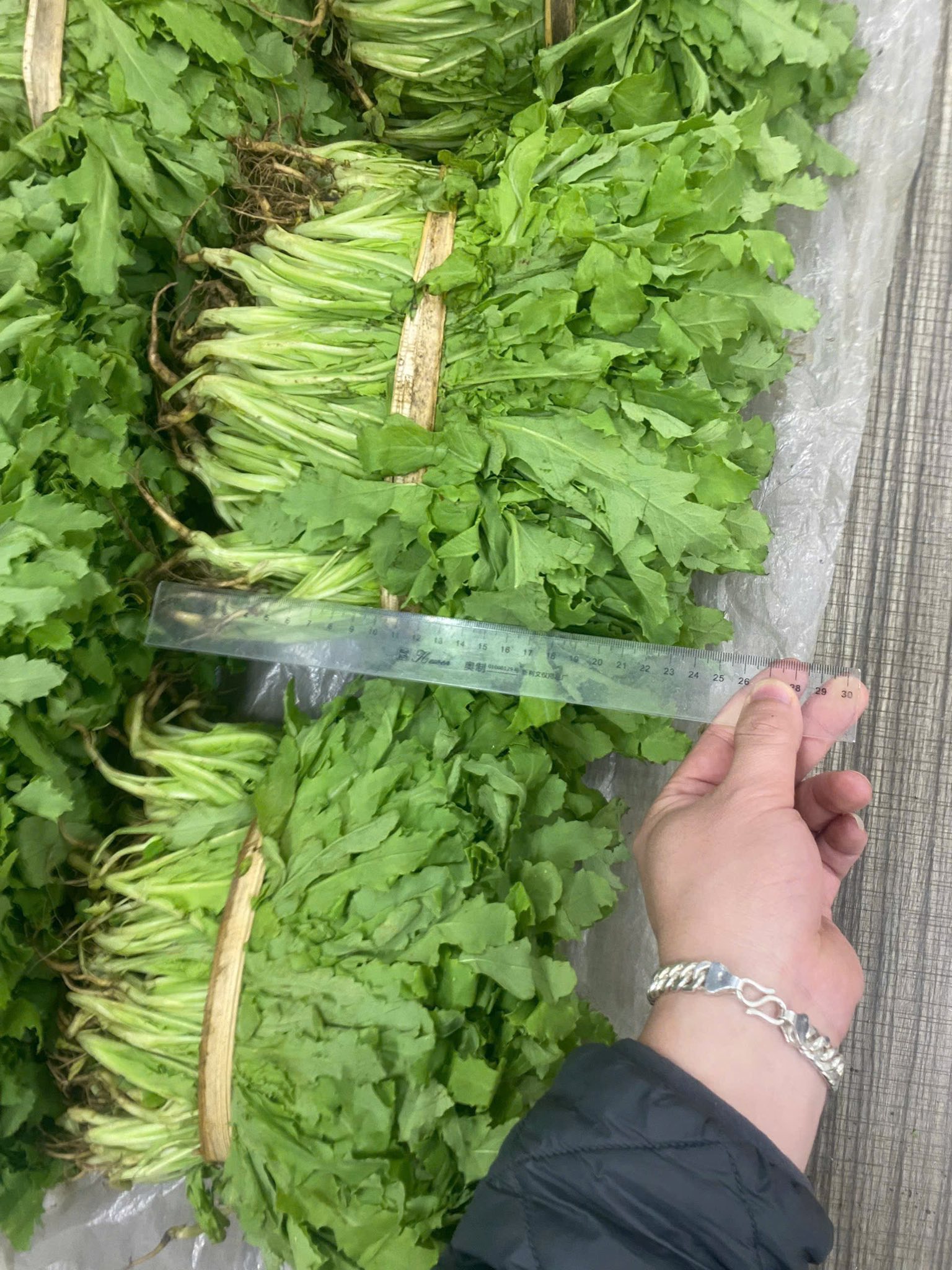 Bất ngờ kh&aacute;m ph&aacute; &ldquo;khu vườn b&iacute; mật&rdquo; của 3 anh em họ Ho&agrave;ng, thu giữ 7.838 c&acirc;y rau lạ- Ảnh 3.