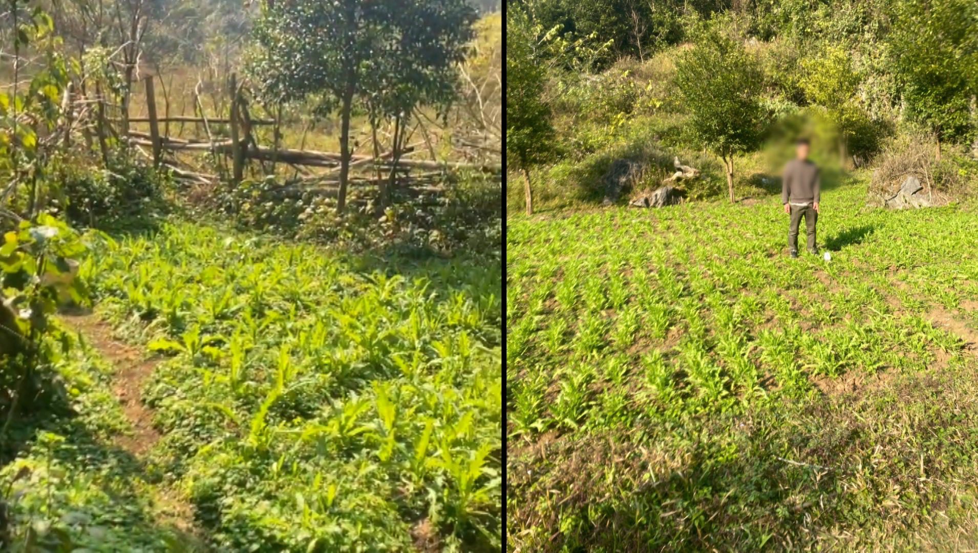 Bất ngờ kh&aacute;m ph&aacute; &ldquo;khu vườn b&iacute; mật&rdquo; của 3 anh em họ Ho&agrave;ng, thu giữ 7.838 c&acirc;y rau lạ- Ảnh 2.