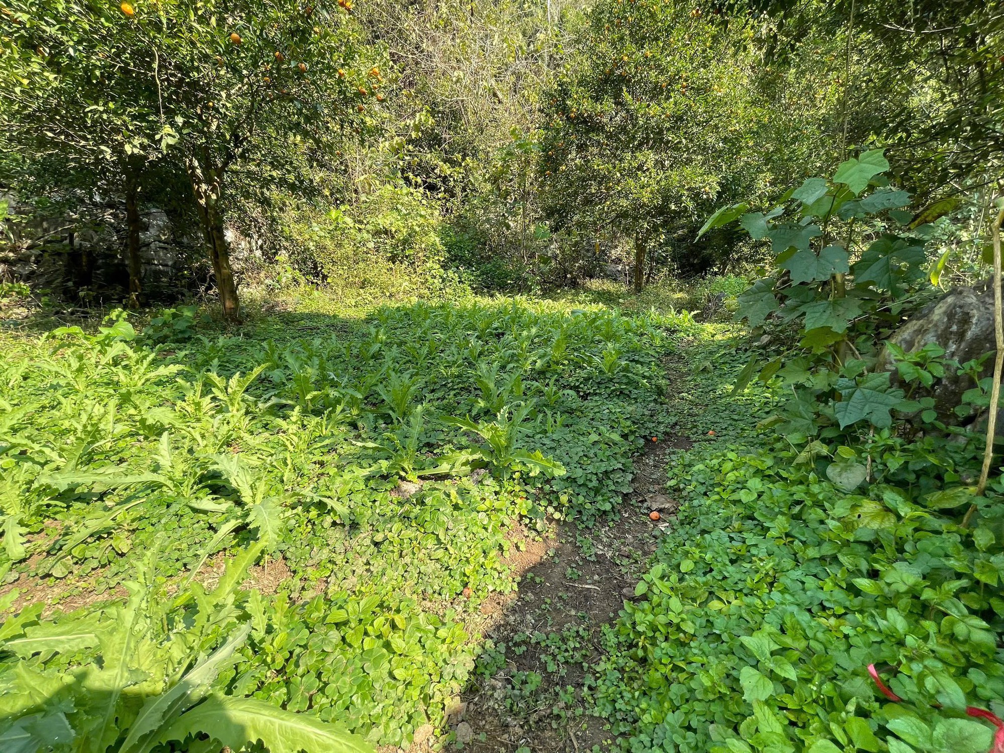 Bất ngờ kh&aacute;m ph&aacute; &ldquo;khu vườn b&iacute; mật&rdquo; của 3 anh em họ Ho&agrave;ng, thu giữ 7.838 c&acirc;y rau lạ- Ảnh 4.