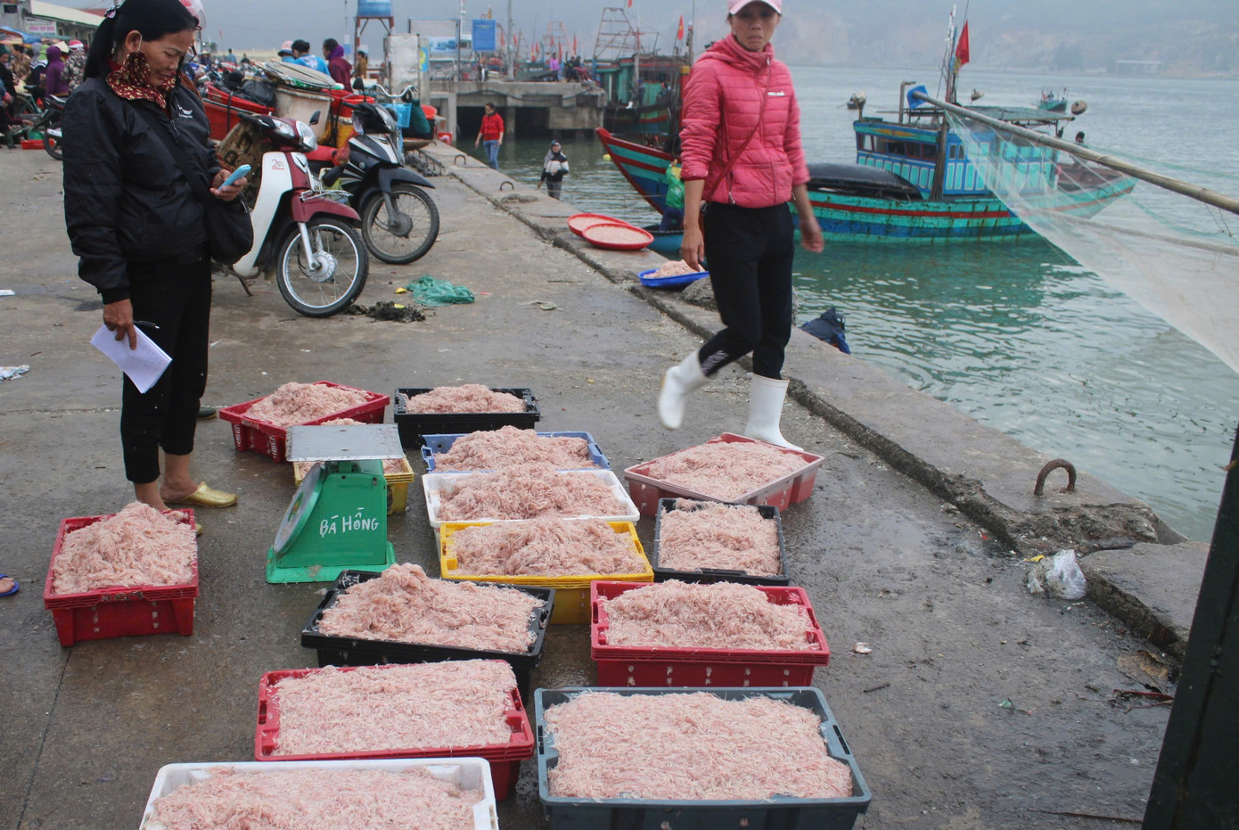Ngư dân Hà Tĩnh trúng đậm ‘lộc biển’, thu tiền triệu mỗi ngày- Ảnh 10.