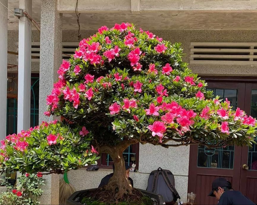 Lưỡi hổ hay kim tiền cũng kh&ocirc;ng bằng 3 c&acirc;y n&agrave;y: &ldquo;Của để d&agrave;nh&rdquo; trong nh&agrave;, c&agrave;ng trồng c&agrave;ng c&oacute; lộc- Ảnh 3.