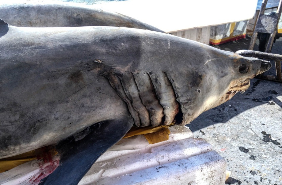 4 loại c&aacute; chứa nhiều thủy ng&acirc;n- Ảnh 1.