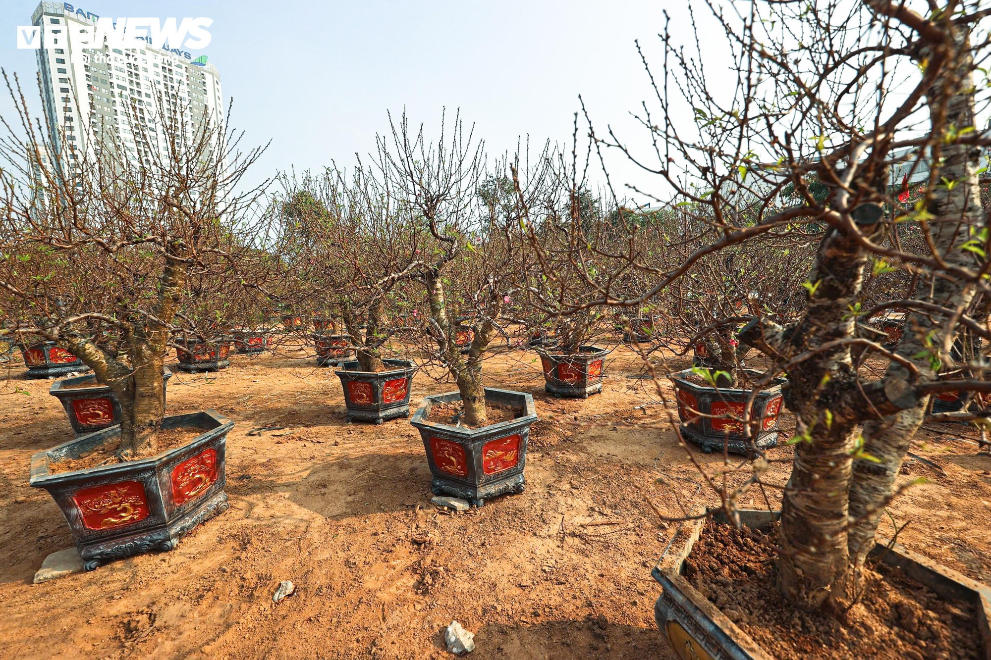 Người d&acirc;n 'thủ phủ' trồng đ&agrave;o ở H&agrave; Nội tất bật chuẩn bị cho Tết Nguy&ecirc;n đ&aacute;n- Ảnh 11.