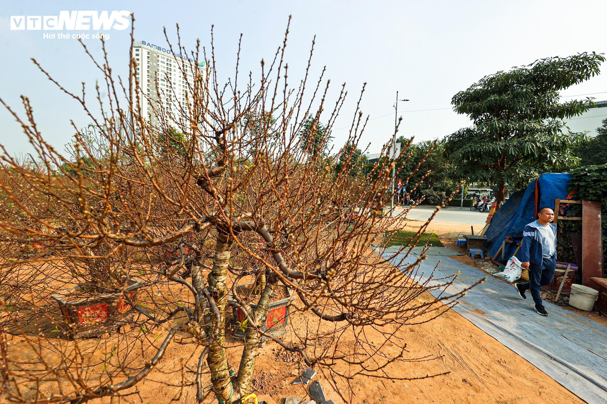 Người d&acirc;n 'thủ phủ' trồng đ&agrave;o ở H&agrave; Nội tất bật chuẩn bị cho Tết Nguy&ecirc;n đ&aacute;n- Ảnh 10.