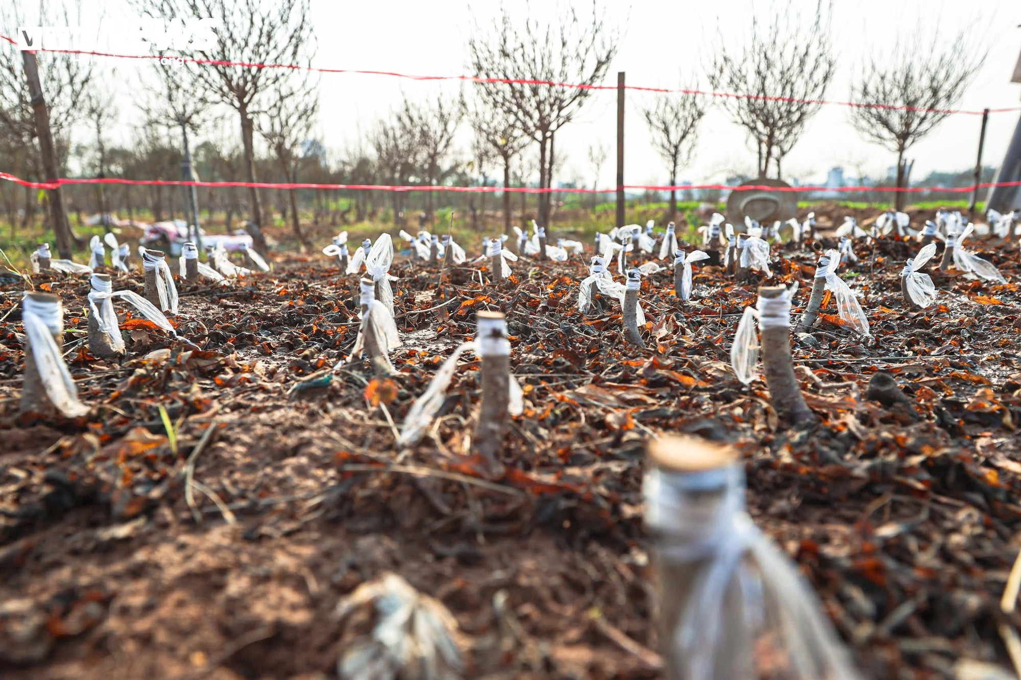 Người d&acirc;n 'thủ phủ' trồng đ&agrave;o ở H&agrave; Nội tất bật chuẩn bị cho Tết Nguy&ecirc;n đ&aacute;n- Ảnh 15.