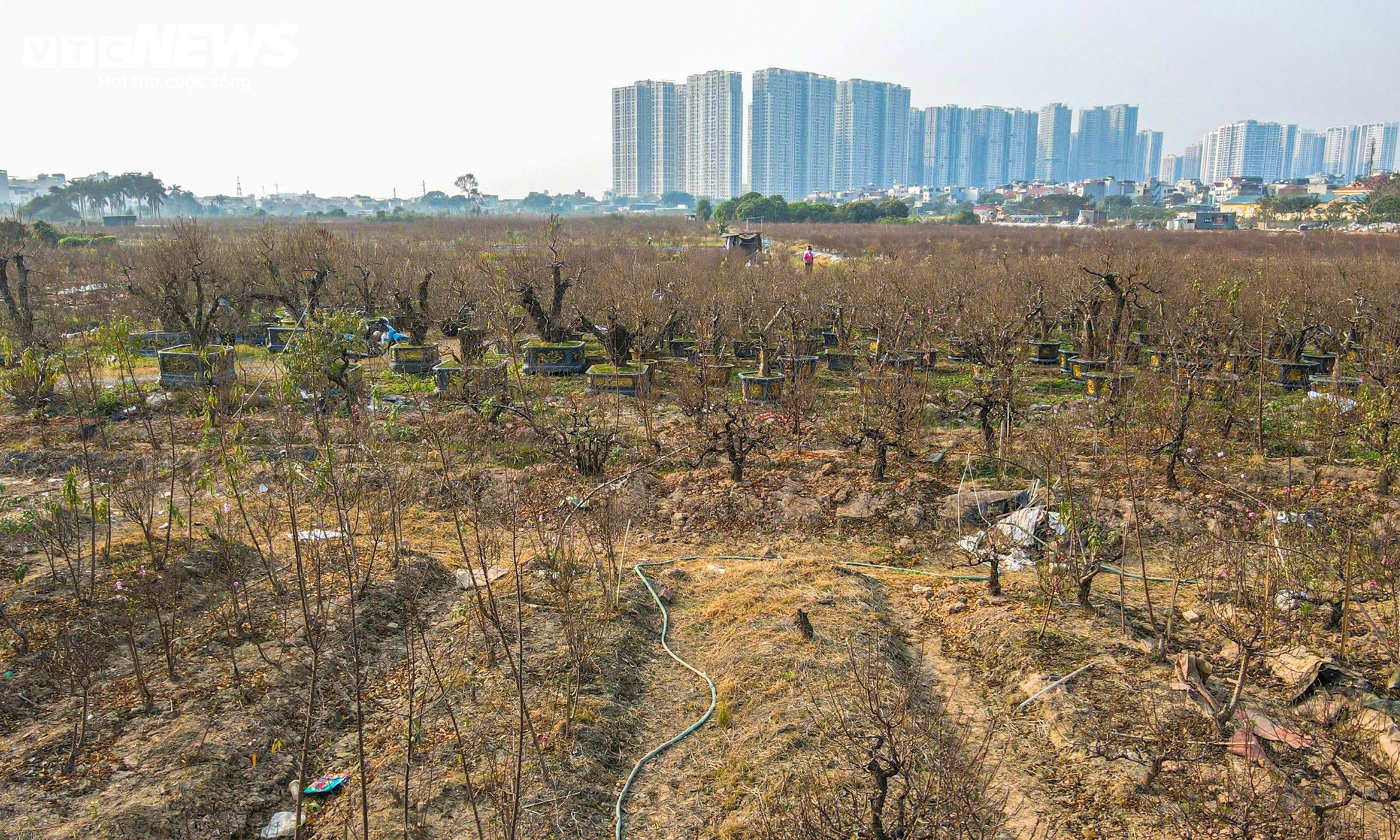Người d&acirc;n 'thủ phủ' trồng đ&agrave;o ở H&agrave; Nội tất bật chuẩn bị cho Tết Nguy&ecirc;n đ&aacute;n- Ảnh 2.