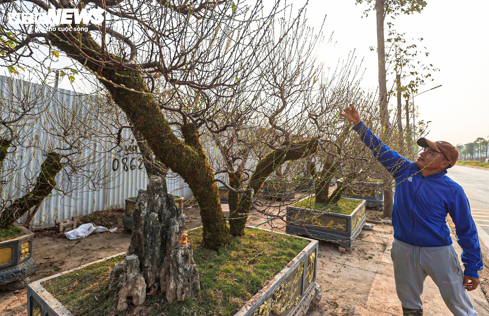 Người d&acirc;n 'thủ phủ' trồng đ&agrave;o ở H&agrave; Nội tất bật chuẩn bị cho Tết Nguy&ecirc;n đ&aacute;n- Ảnh 4.