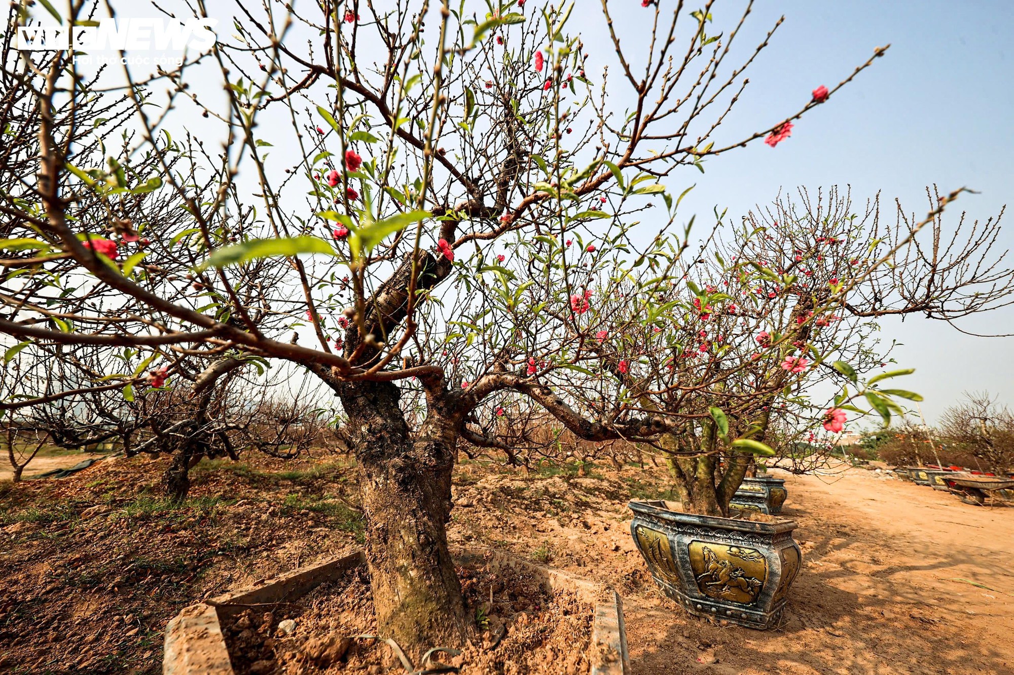 Người d&acirc;n 'thủ phủ' trồng đ&agrave;o ở H&agrave; Nội tất bật chuẩn bị cho Tết Nguy&ecirc;n đ&aacute;n- Ảnh 3.