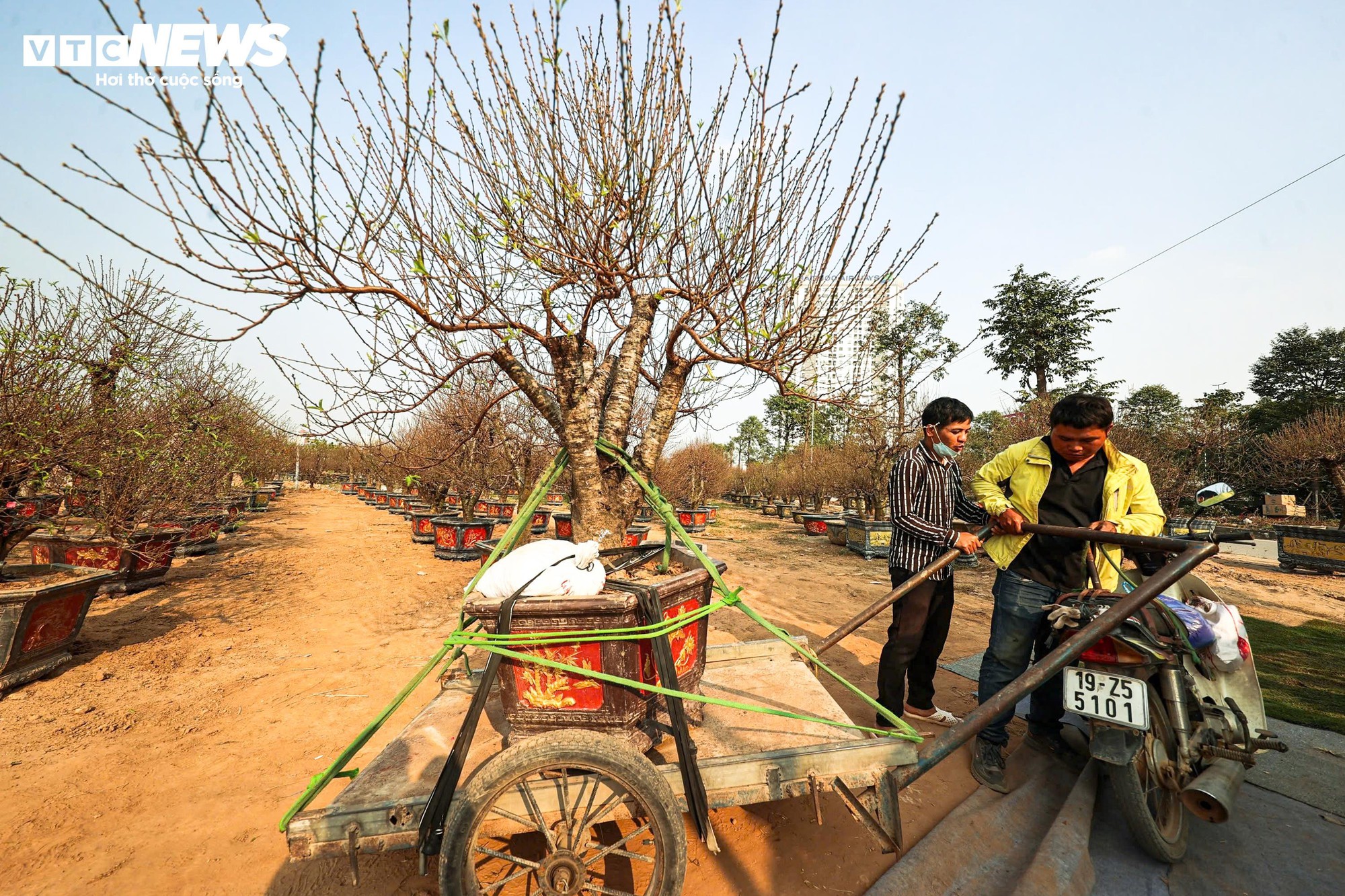 Người d&acirc;n 'thủ phủ' trồng đ&agrave;o ở H&agrave; Nội tất bật chuẩn bị cho Tết Nguy&ecirc;n đ&aacute;n- Ảnh 5.
