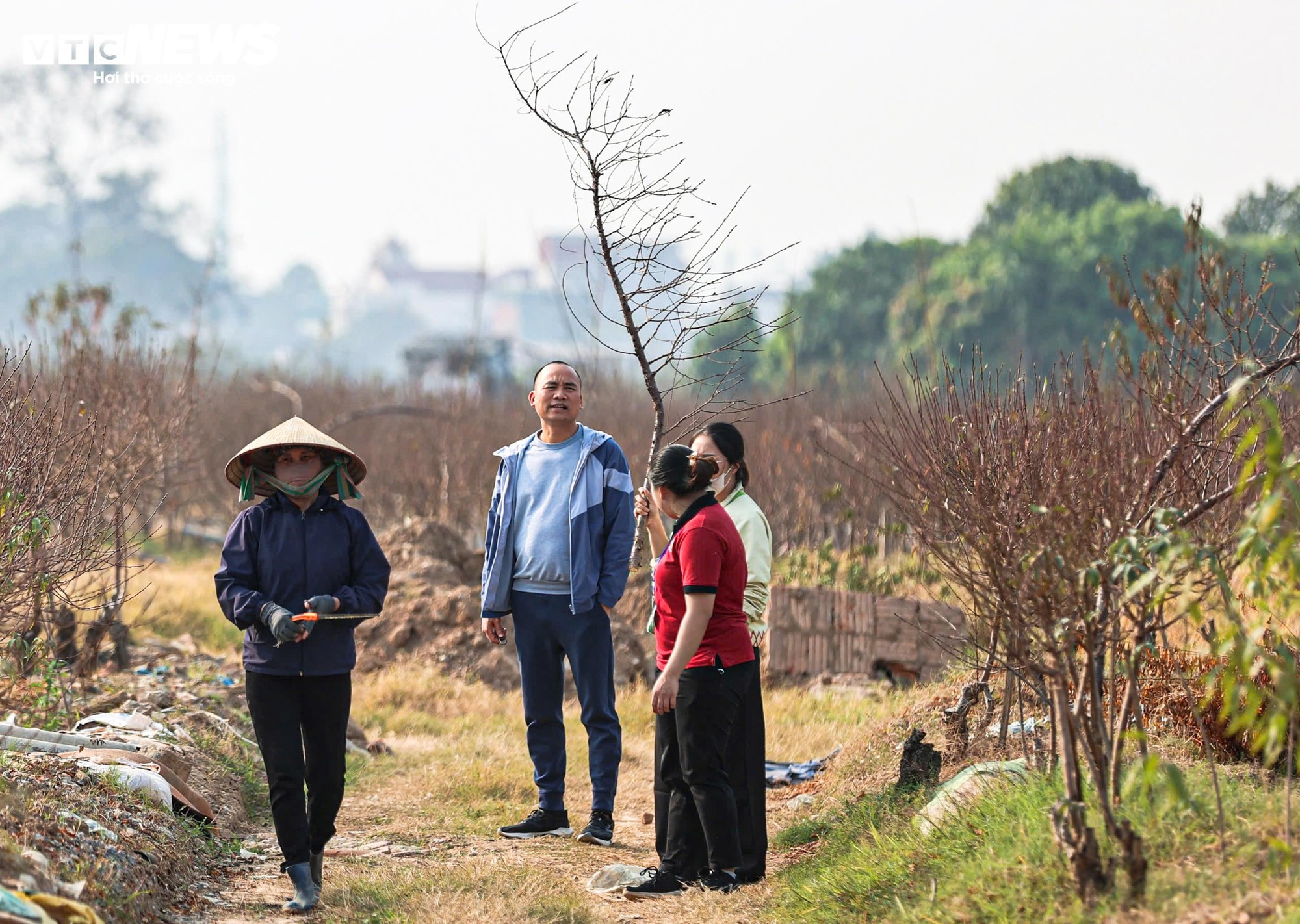 Người d&acirc;n 'thủ phủ' trồng đ&agrave;o ở H&agrave; Nội tất bật chuẩn bị cho Tết Nguy&ecirc;n đ&aacute;n- Ảnh 6.