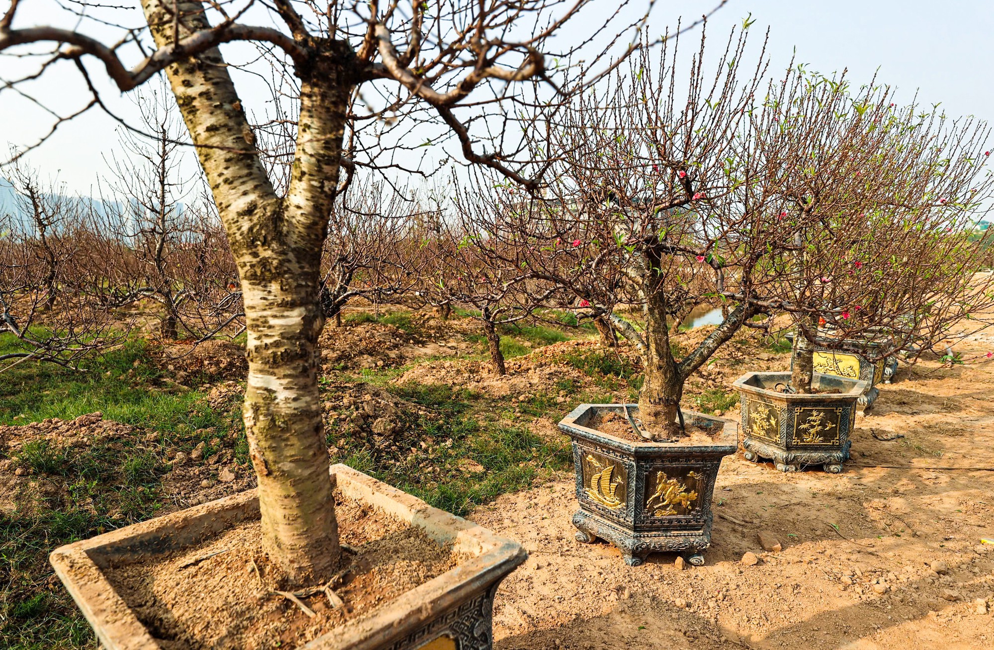 Người d&acirc;n 'thủ phủ' trồng đ&agrave;o ở H&agrave; Nội tất bật chuẩn bị cho Tết Nguy&ecirc;n đ&aacute;n- Ảnh 8.