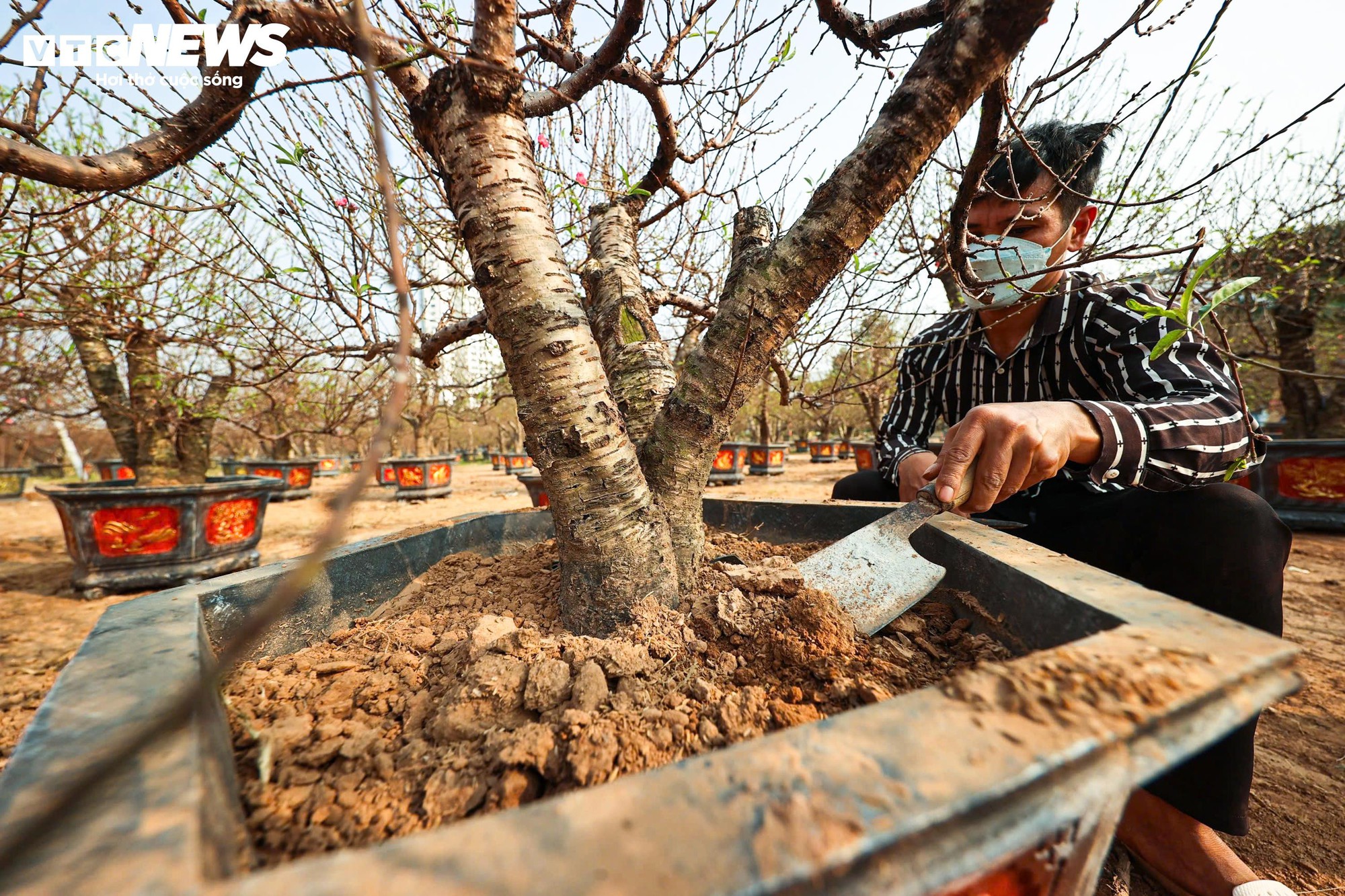 Người d&acirc;n 'thủ phủ' trồng đ&agrave;o ở H&agrave; Nội tất bật chuẩn bị cho Tết Nguy&ecirc;n đ&aacute;n- Ảnh 7.