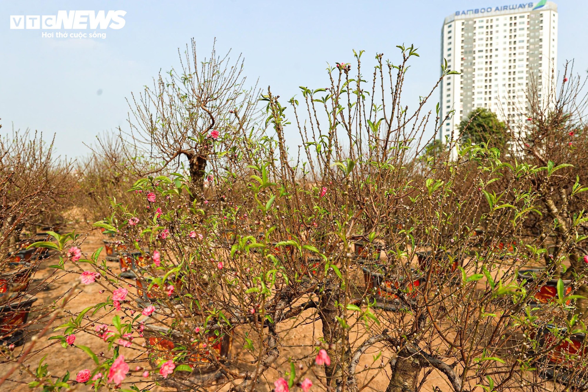 Người d&acirc;n 'thủ phủ' trồng đ&agrave;o ở H&agrave; Nội tất bật chuẩn bị cho Tết Nguy&ecirc;n đ&aacute;n- Ảnh 9.
