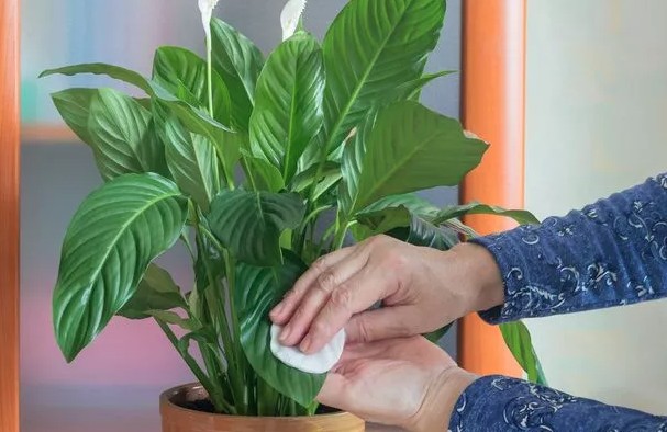 C&acirc;y lan &yacute; "rất th&iacute;ch" được lau bộ phận n&agrave;y: L&agrave;m đ&uacute;ng th&igrave; c&acirc;y xanh mướt, sinh trưởng mạnh mẽ- Ảnh 2.