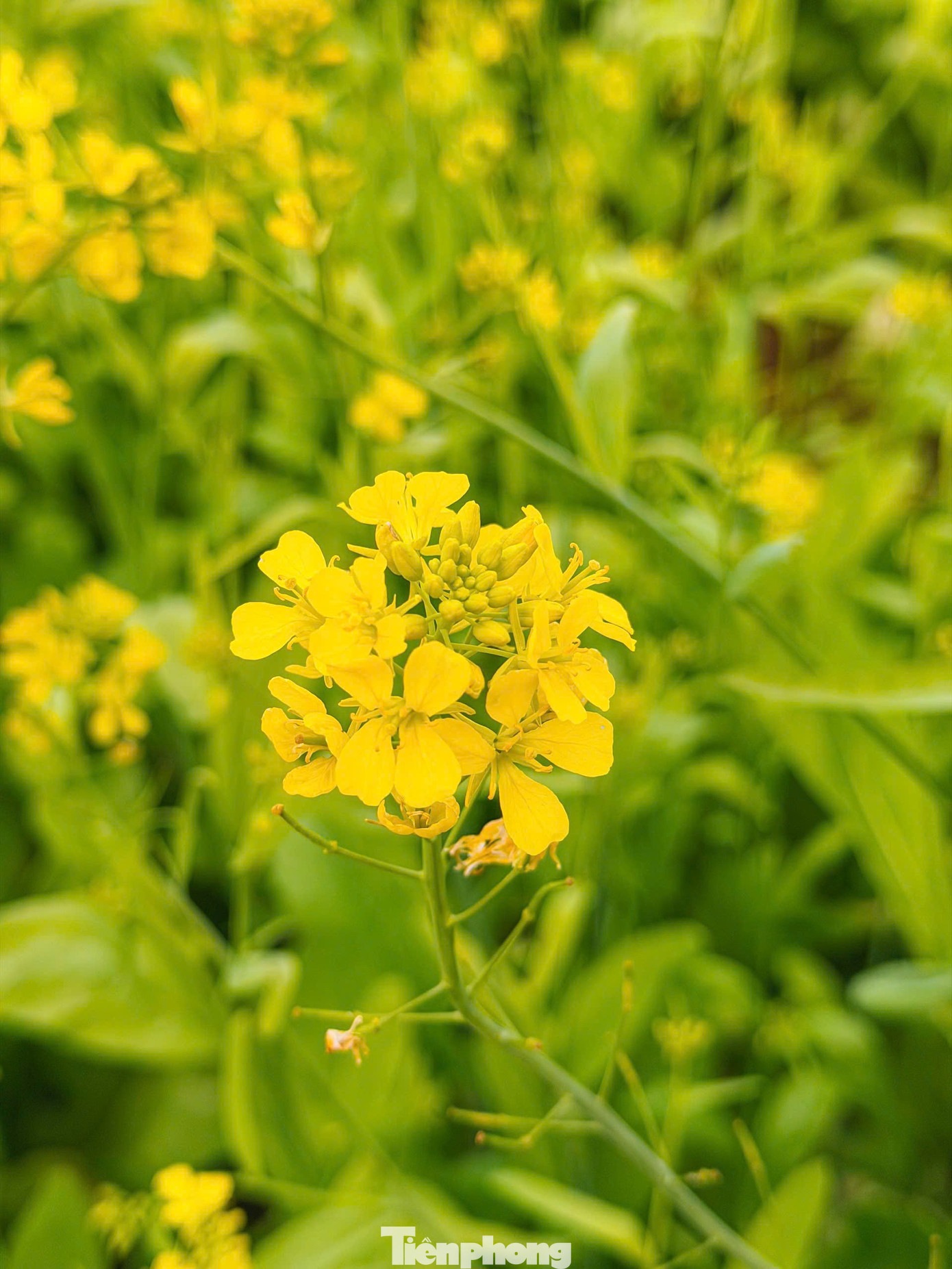 Lạc bước giữa bạt ng&agrave;n hoa cải Mộc Ch&acirc;u- Ảnh 7.