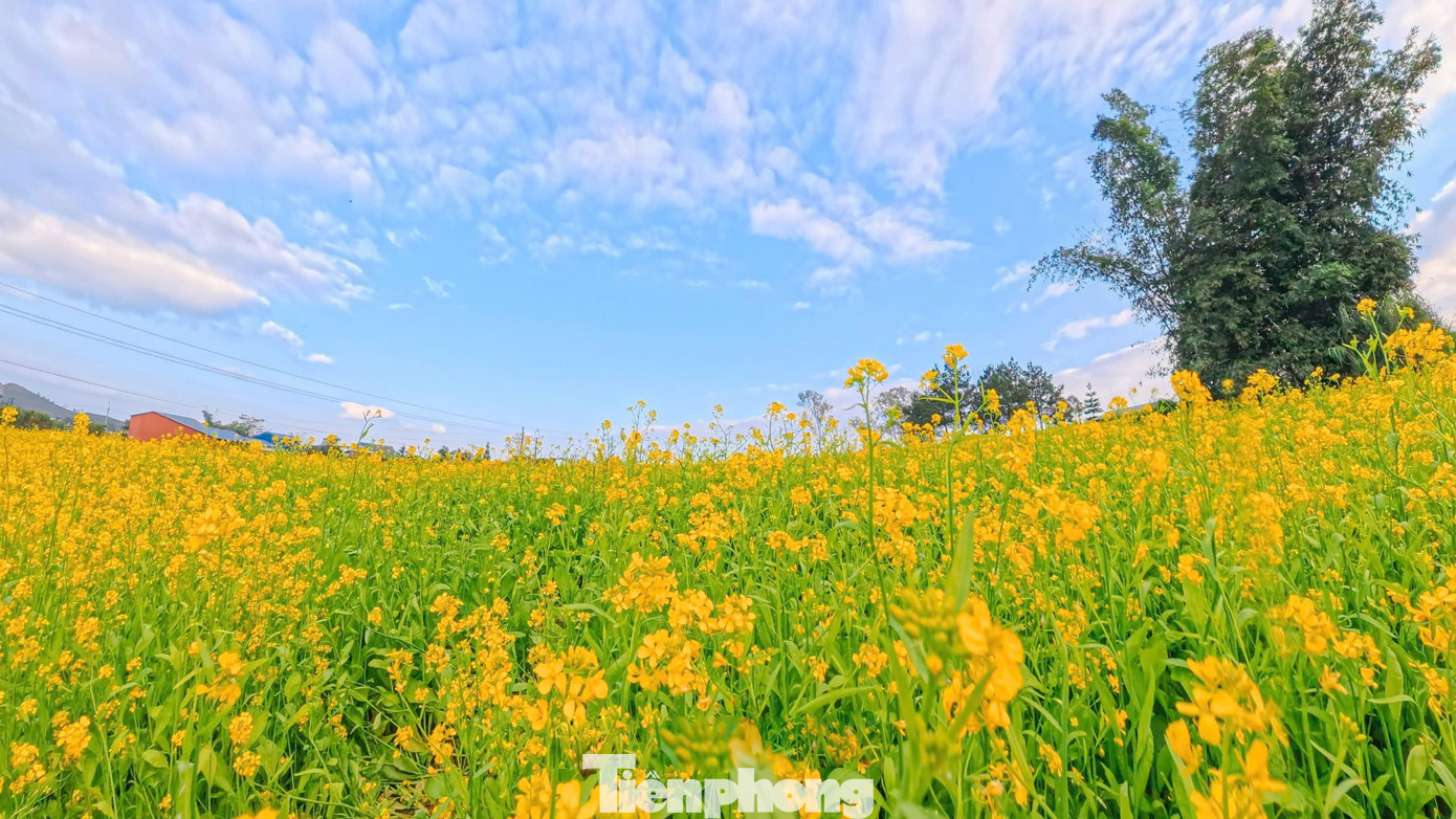 Lạc bước giữa bạt ng&agrave;n hoa cải Mộc Ch&acirc;u- Ảnh 8.