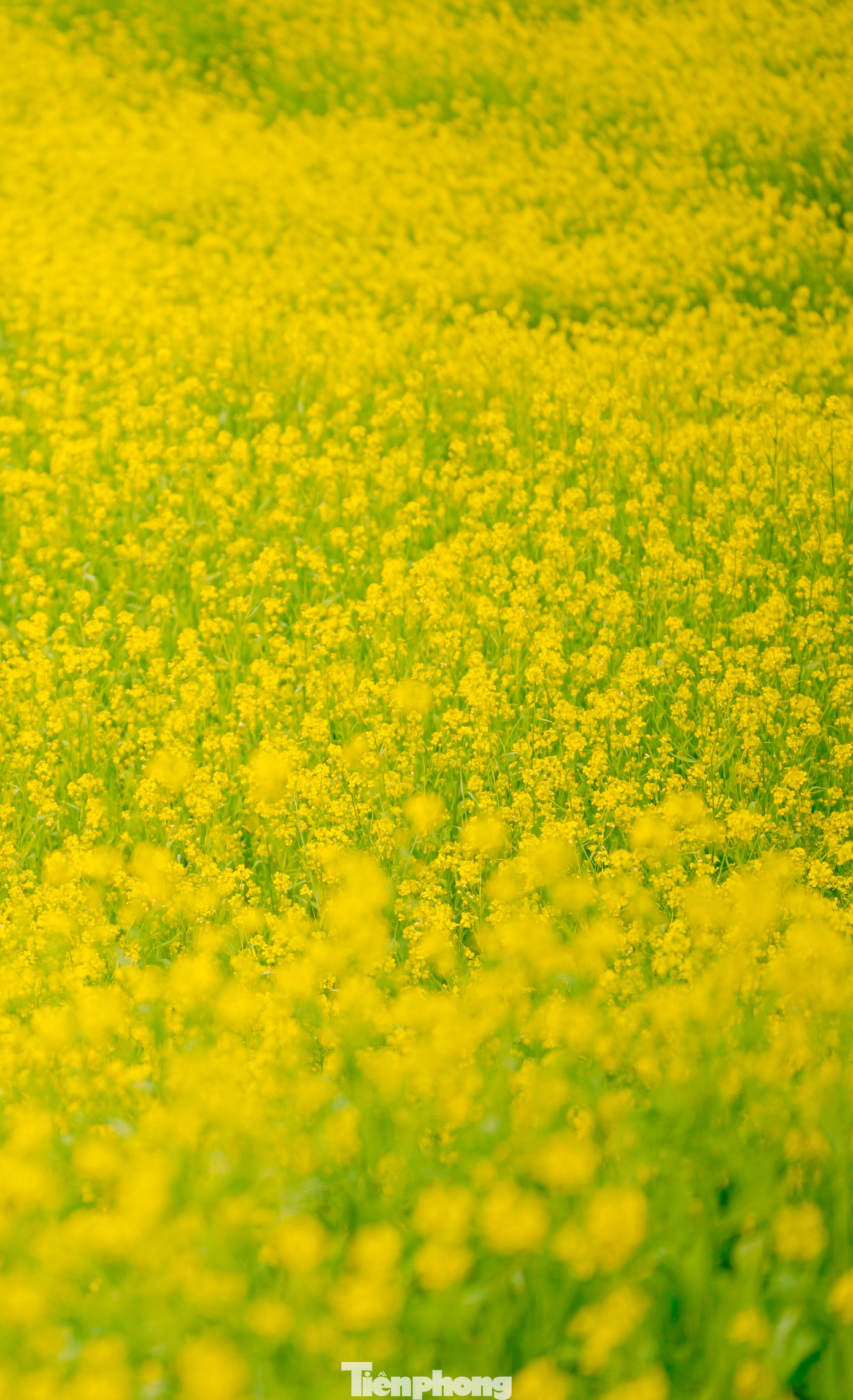 Lạc bước giữa bạt ng&agrave;n hoa cải Mộc Ch&acirc;u- Ảnh 6.